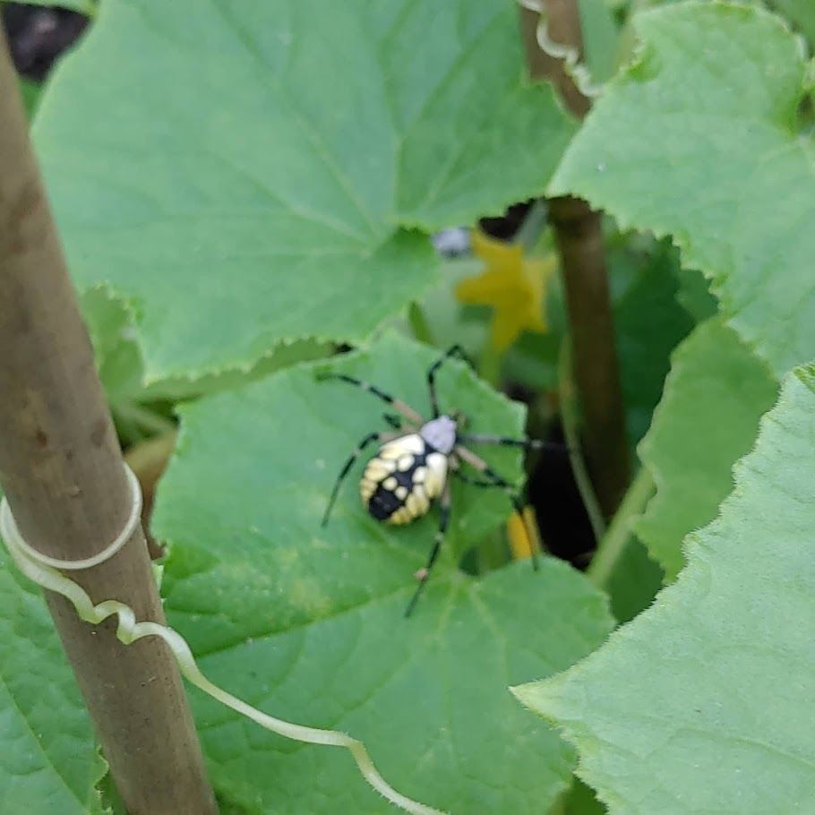 A black and yellow bug is sitting on a green leaf