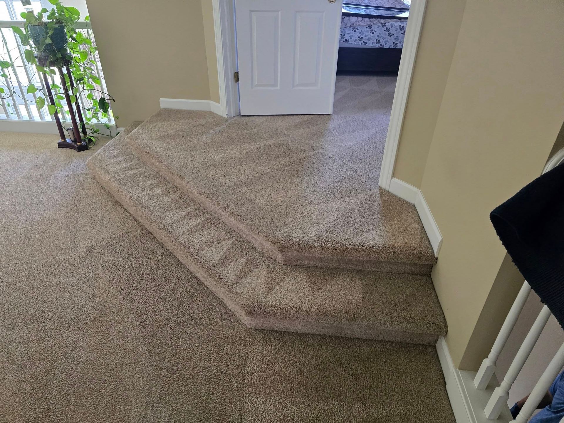 Carpet Cleaning in Plymouth