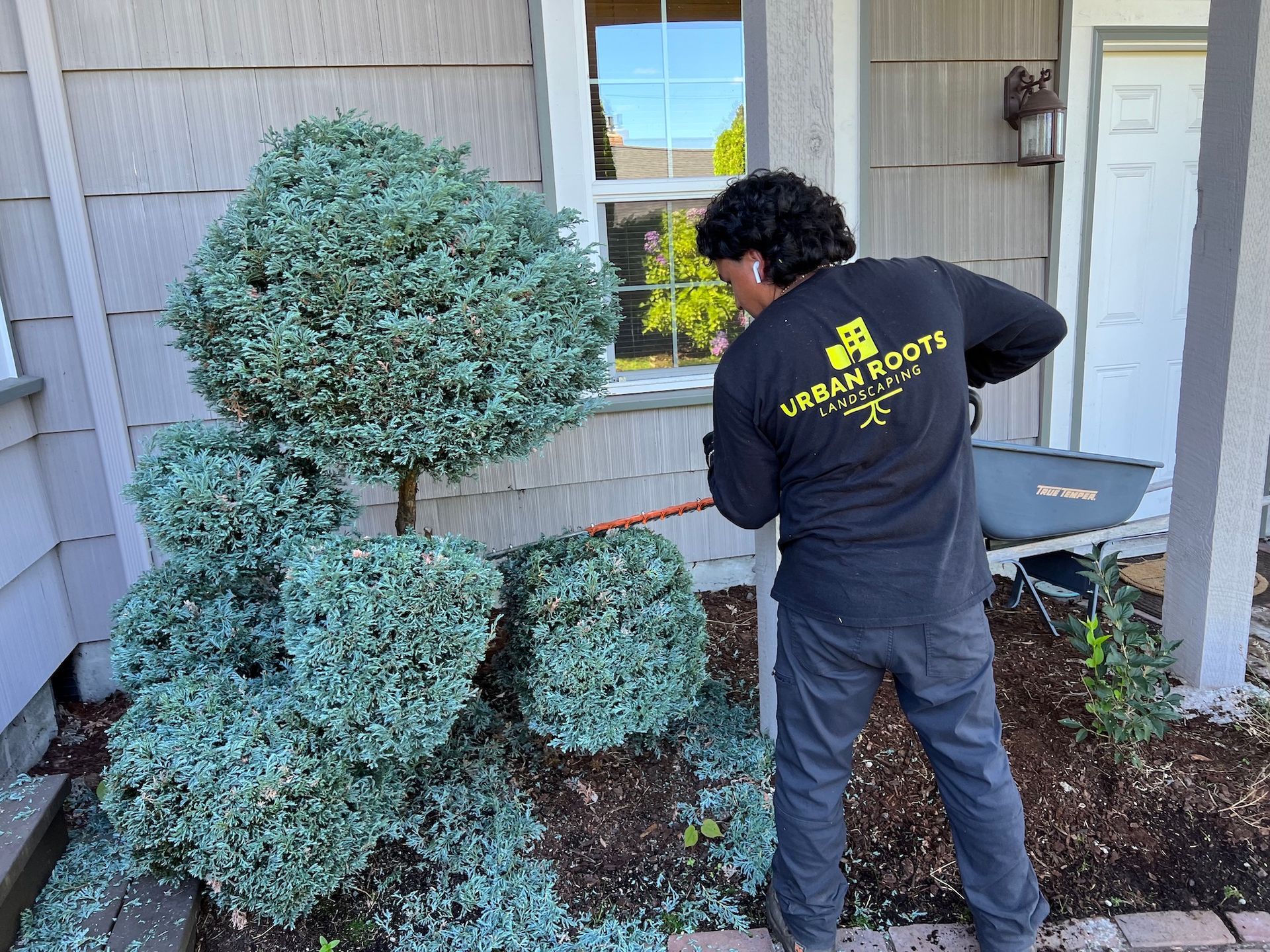 A man is standing in front of a house cutting a bush.