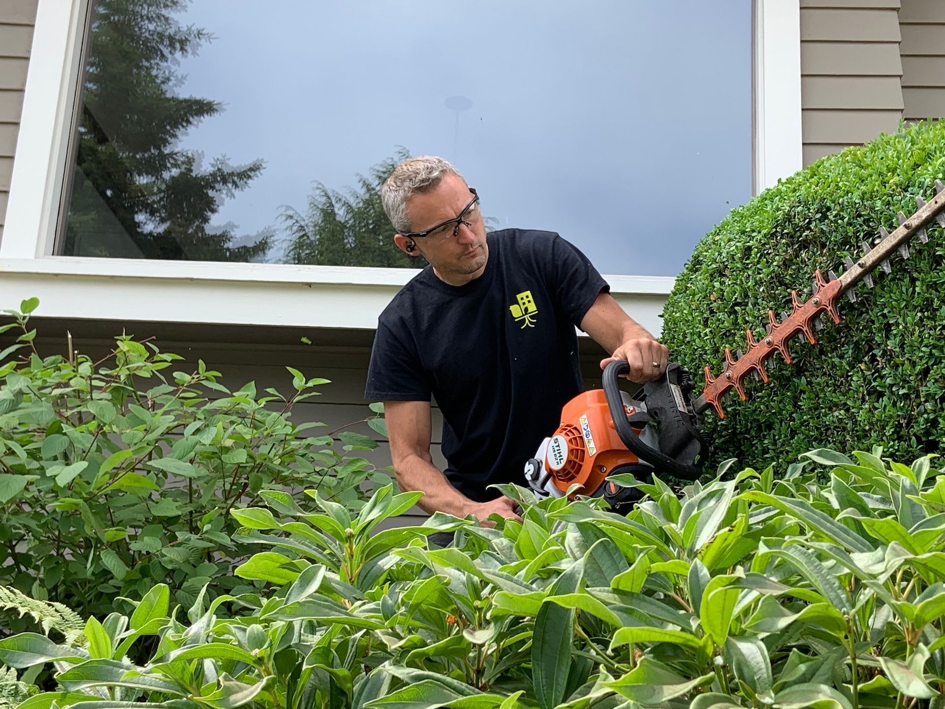 hedge trimming