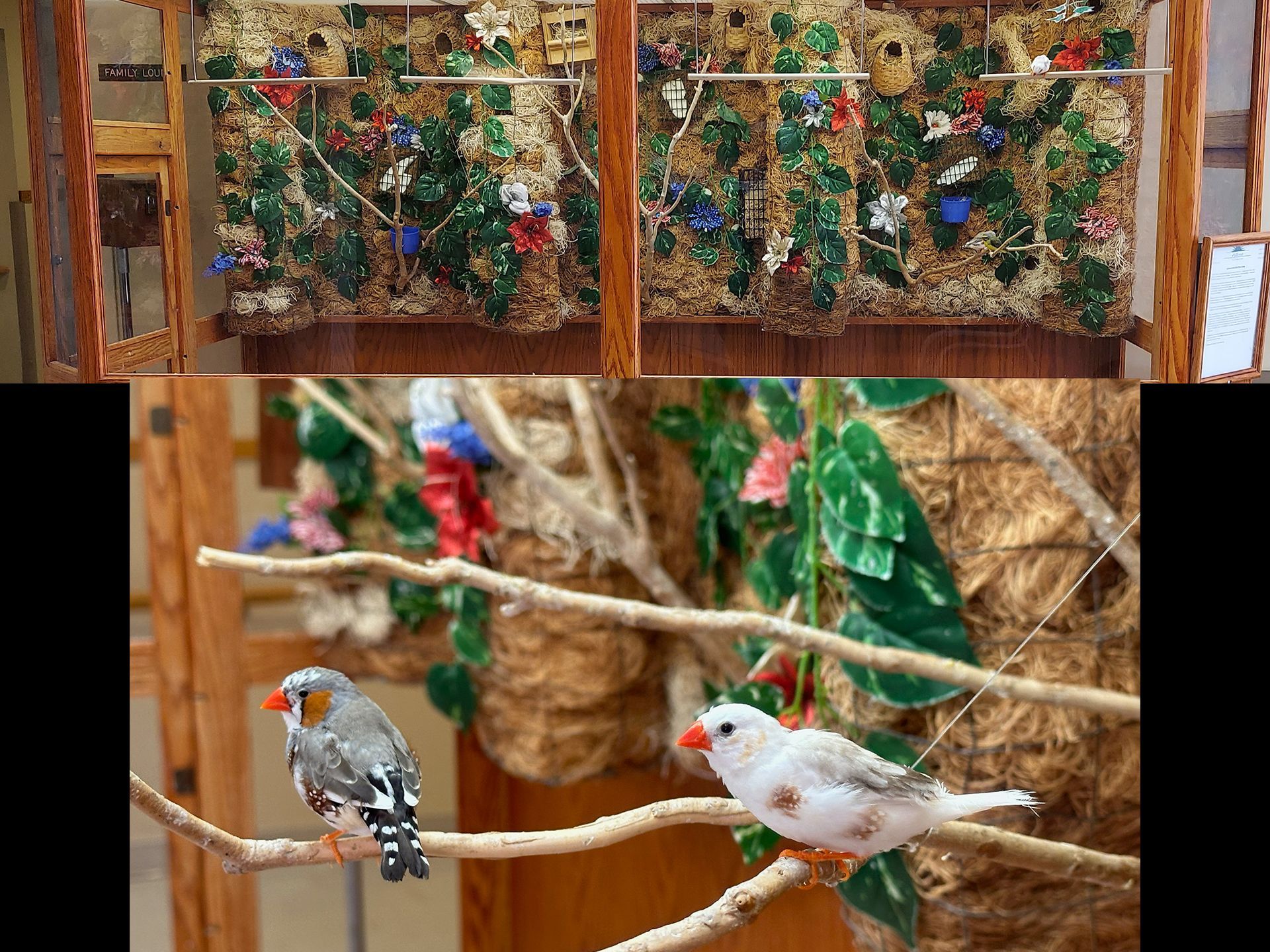 Two birds are perched on a branch in a cage.