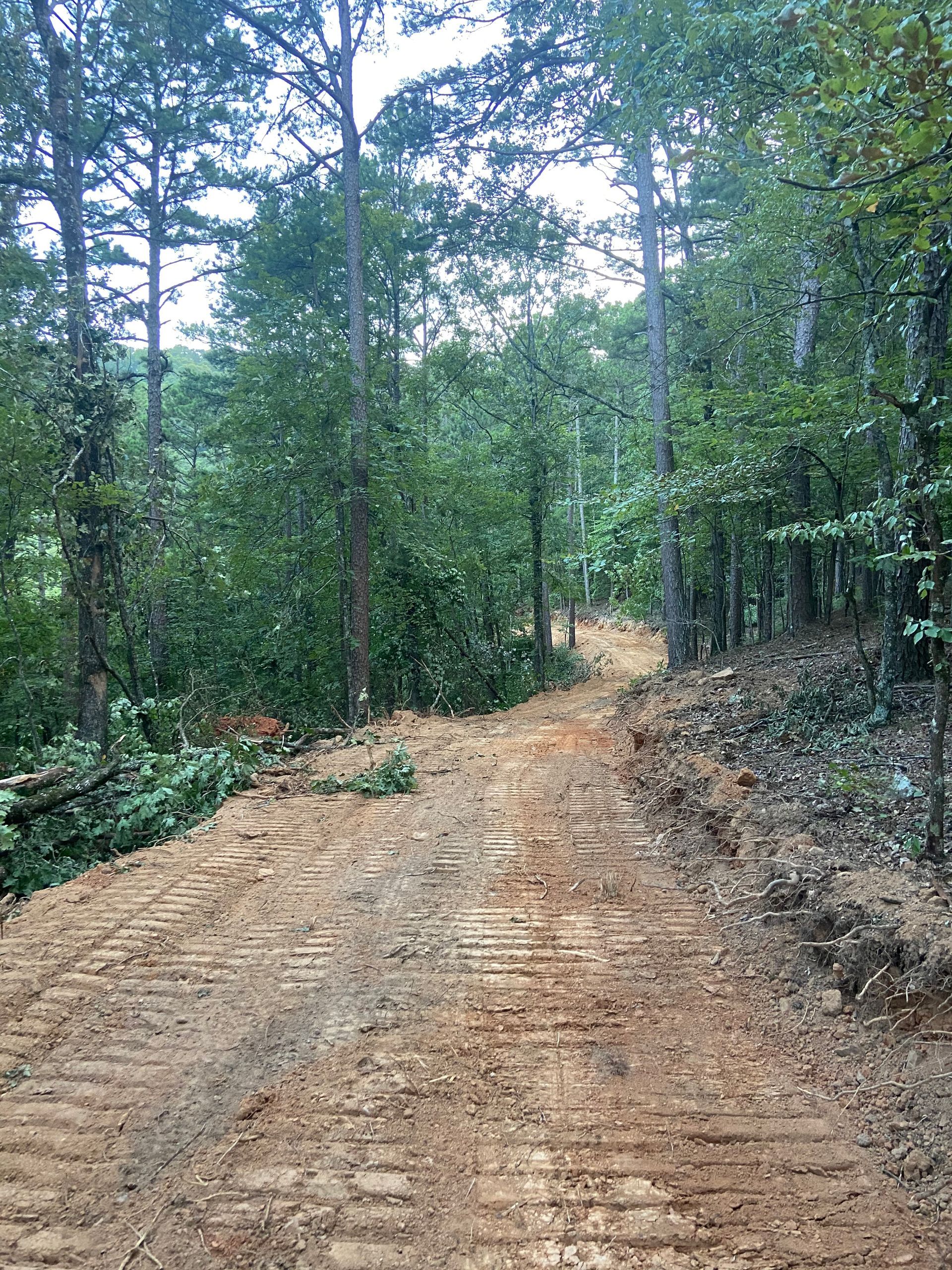 Dirt path through a forest, trees on either side.
