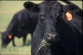 black cow