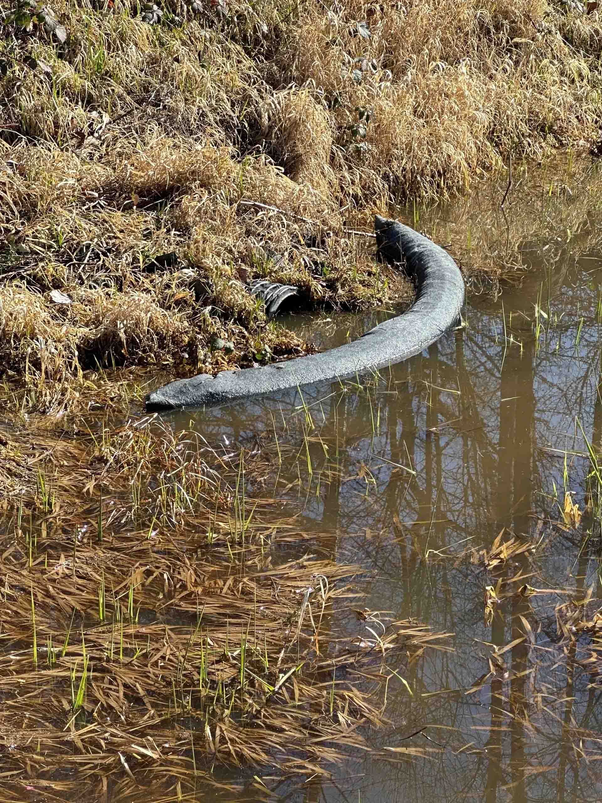 A dark, rubbery snake-like object partially submerged in murky water with reeds.
