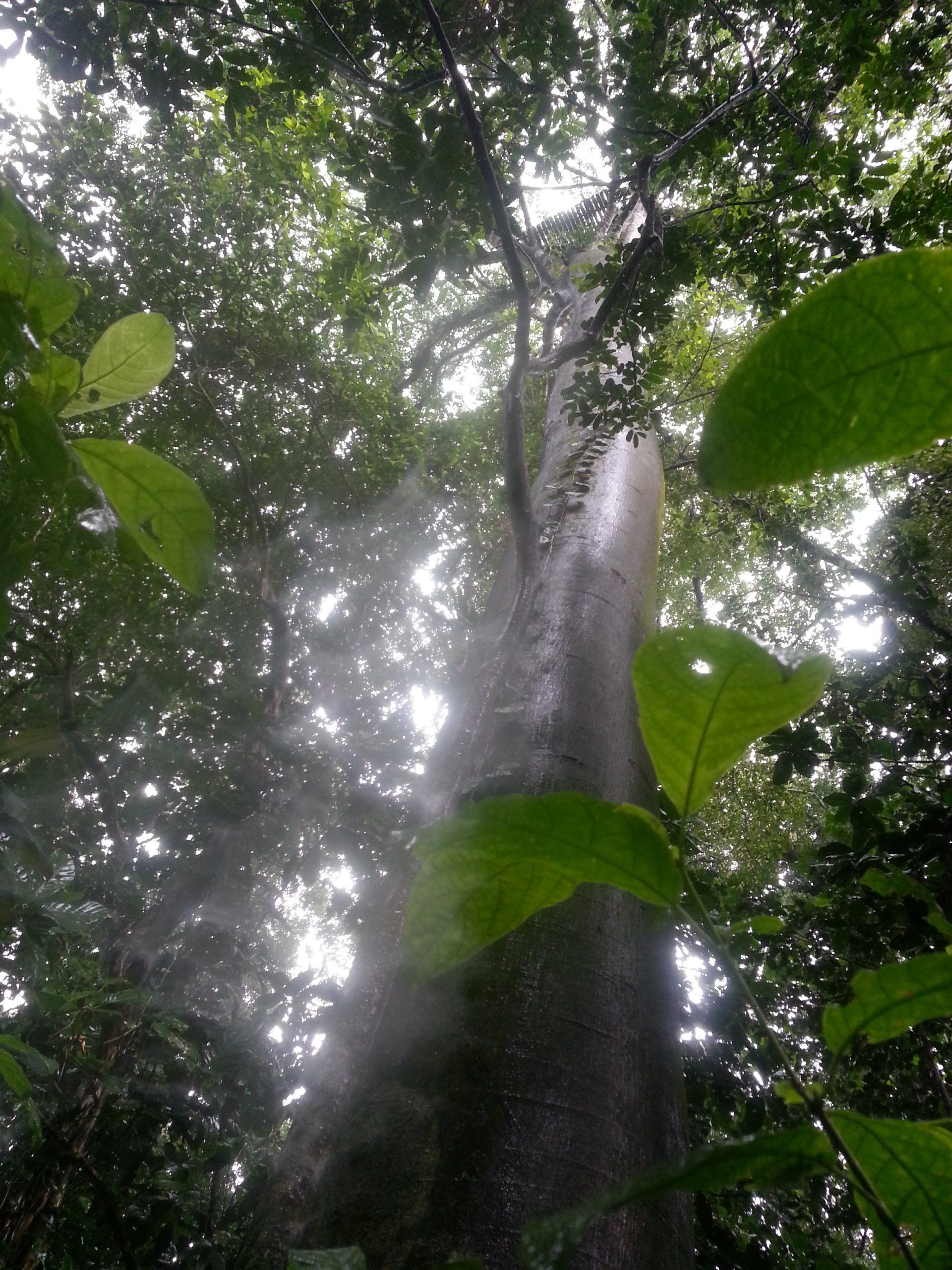 Bocas del Toro rain forest