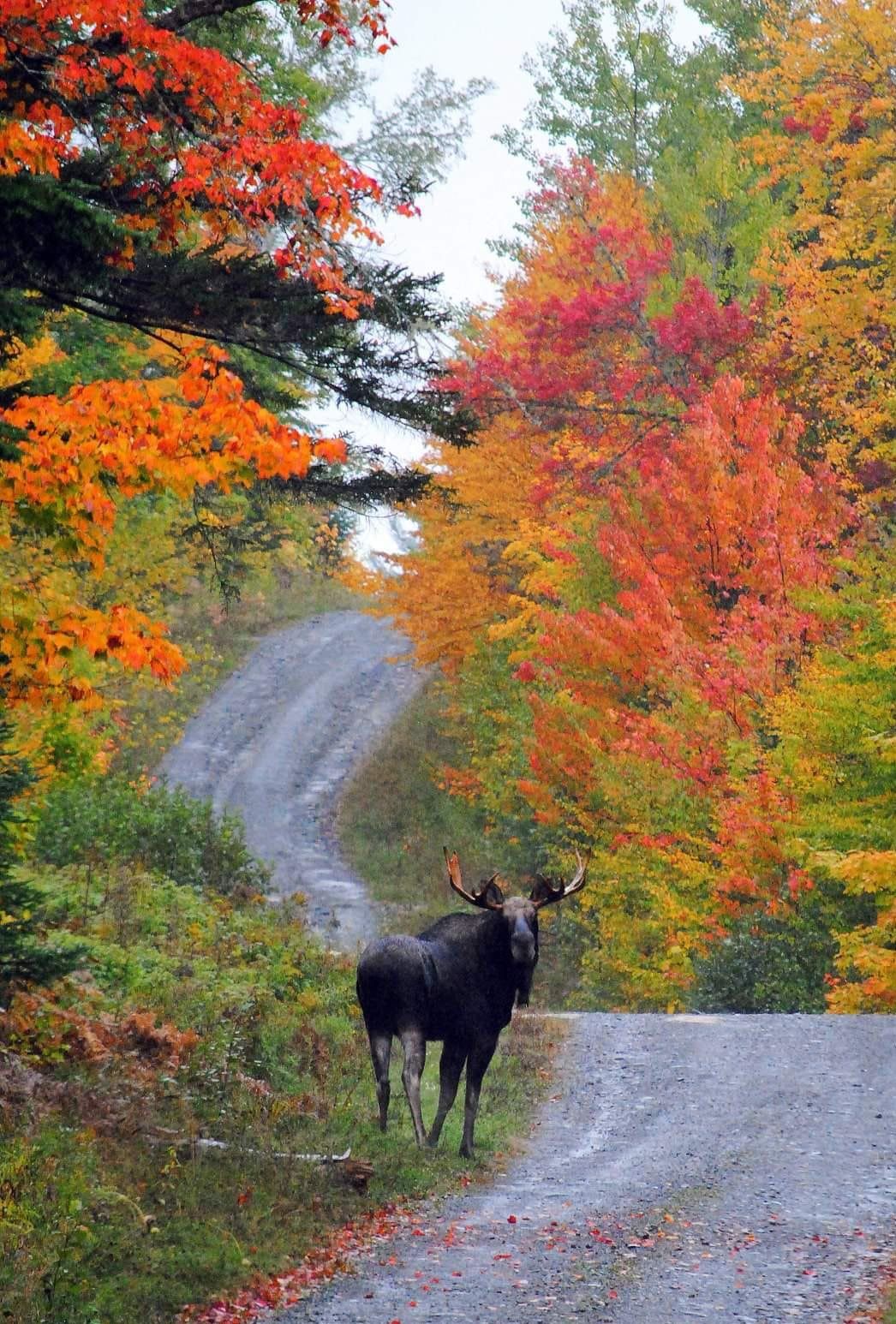 Maine moose