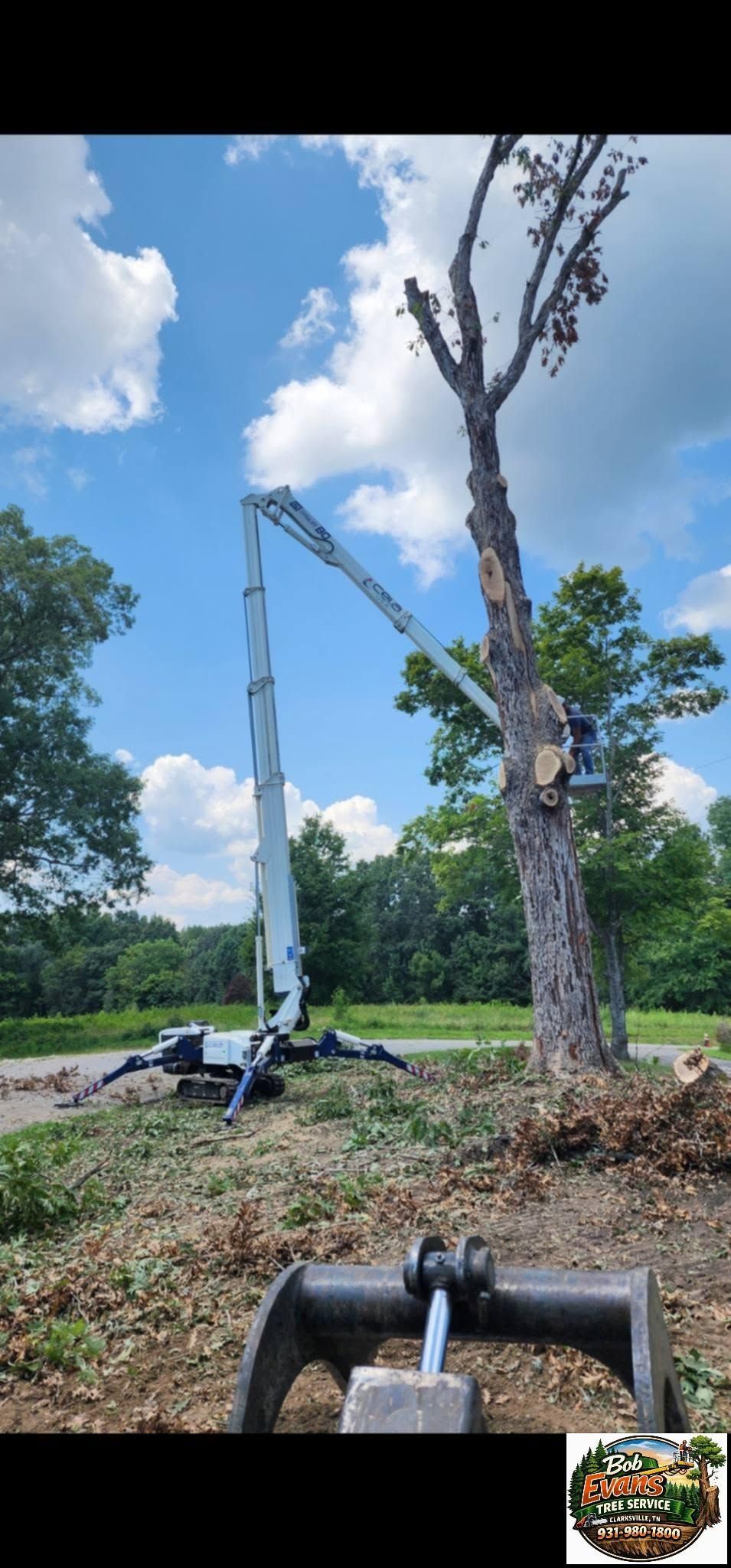Crane truck lifting a cut tree trunk beside a large standing tree under a blue sky.