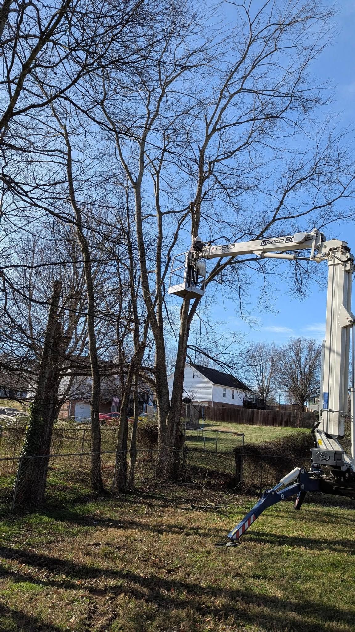 Harvesting machine among leafless trees in a grassy yard under a blue sky.