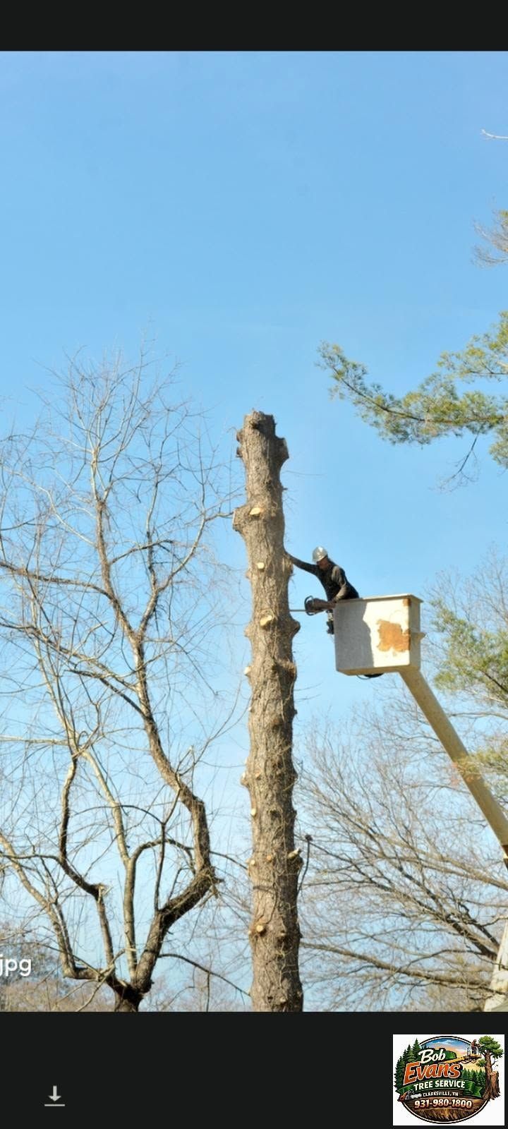 Worker using a bucket truck to trim a tall tree against a blue sky