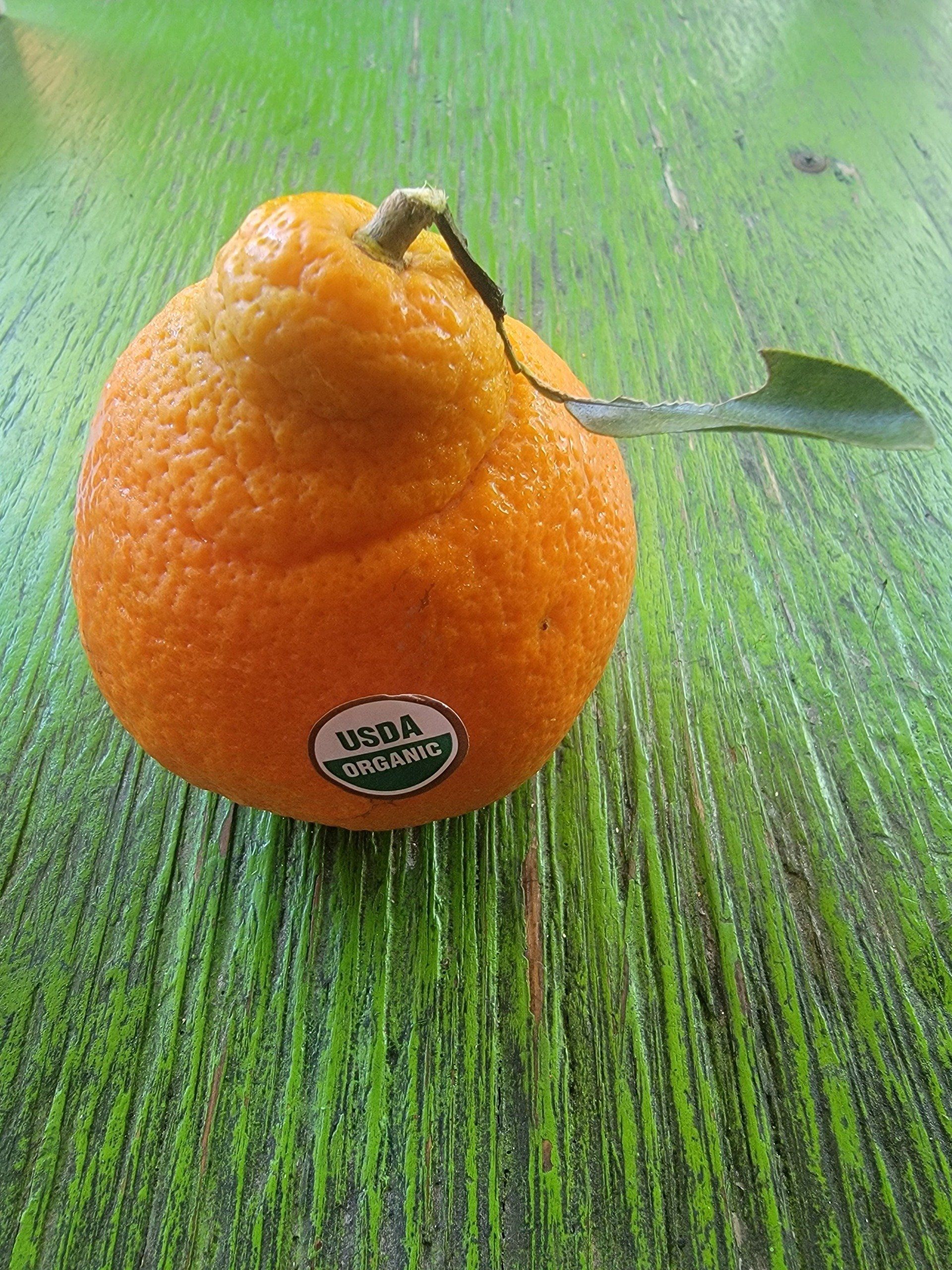 Orange fruit with stem and leaf, USDA organic sticker, on a green, textured surface.