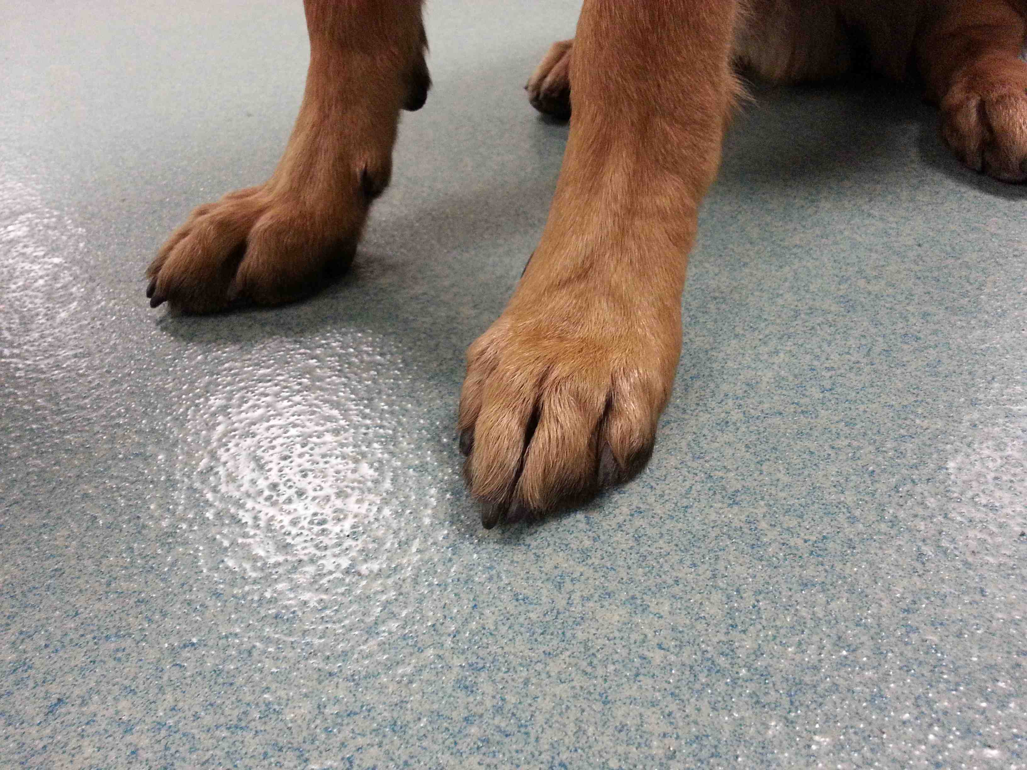 epoxy flooring for veterinary clinic