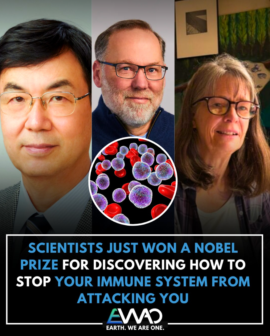 Three scientists, central image of cells, text: Nobel Prize for stopping the immune system from attacking.