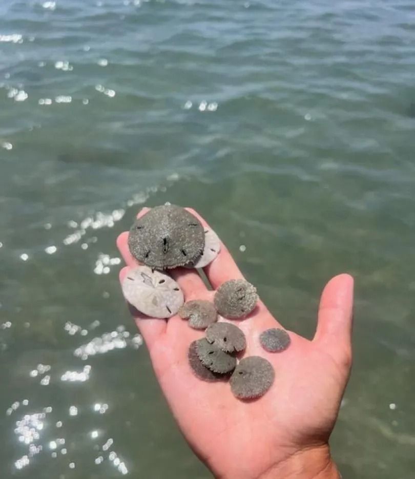 Hand holding several small, round sand dollars at the edge of the ocean.