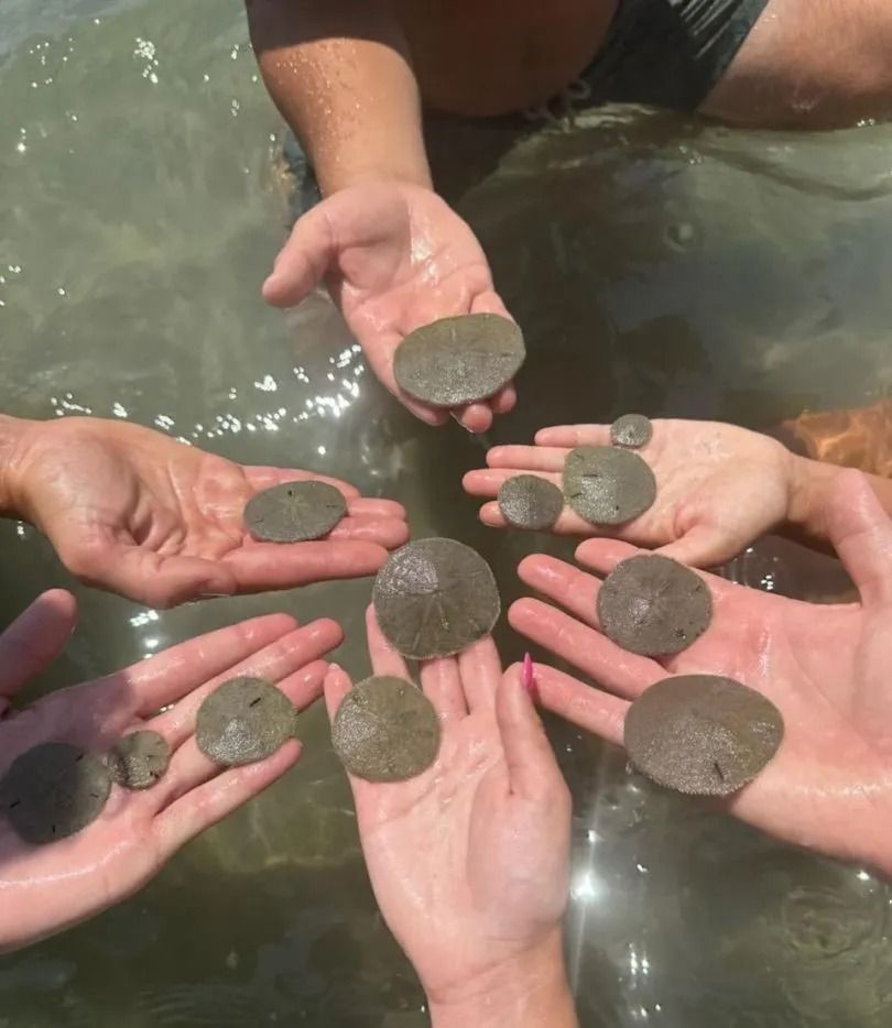 Several hands holding sand dollars in shallow water.