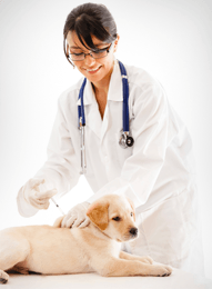 Veterinarian Vaccinating Puppy