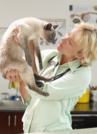 Veterinarian Examining Siamese Cat