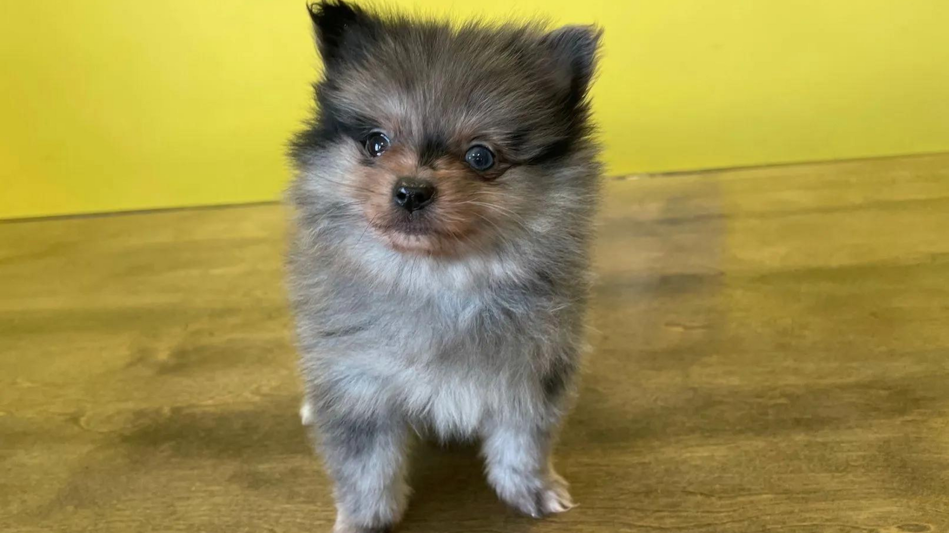 Black Teacup Pomeranian