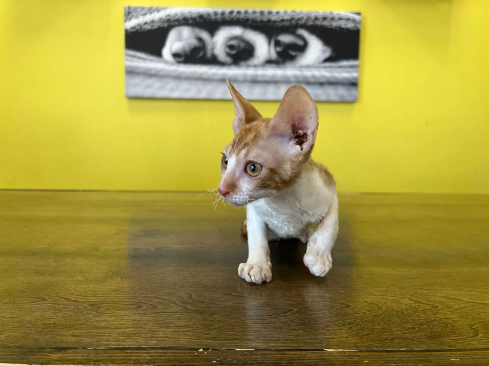 Cornish Rex Kittens For Sale | Unique World of This Breed