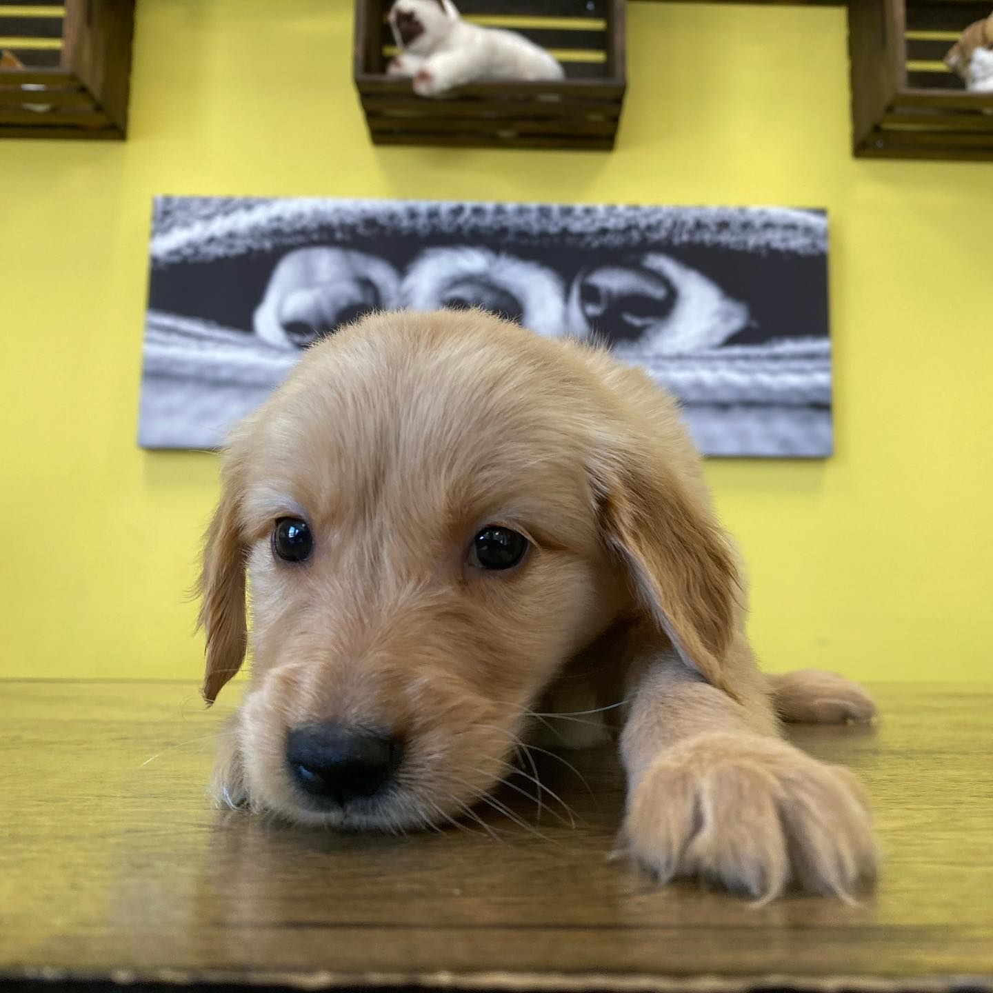 Healthy Golden Retriever Puppies