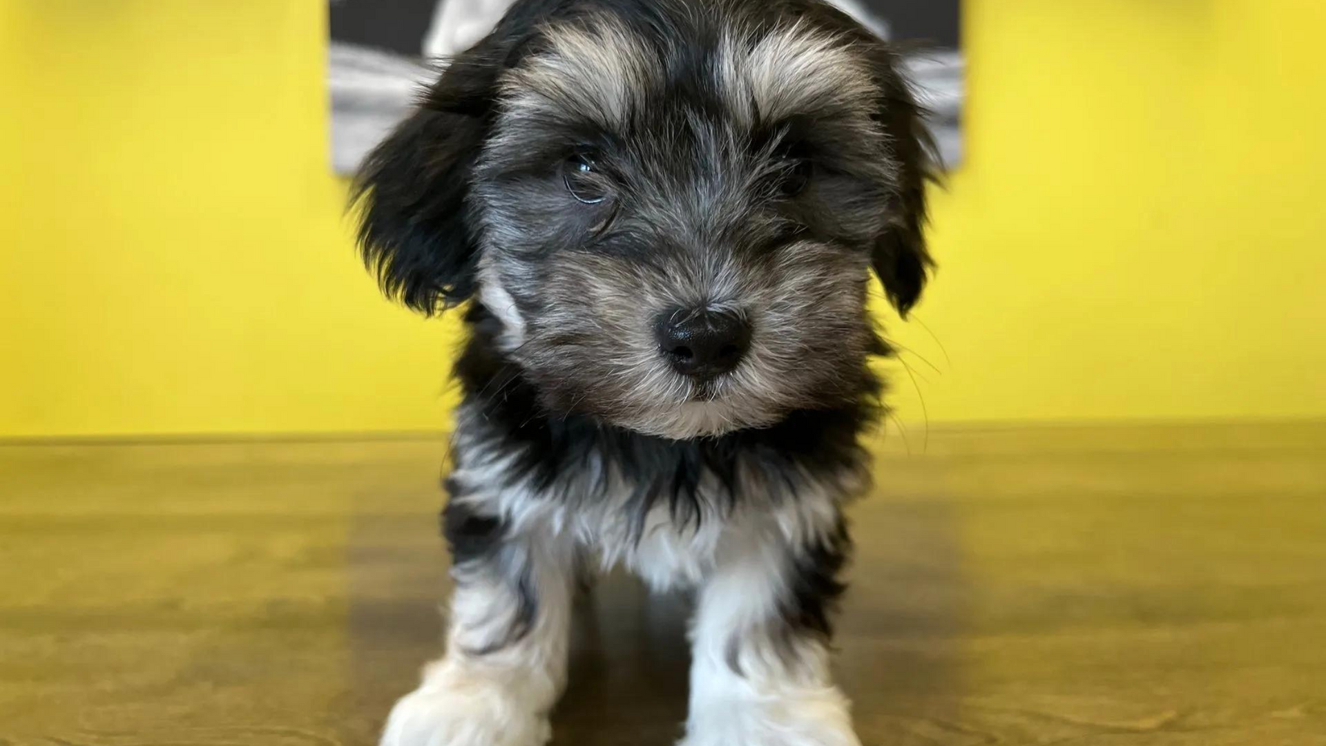 Teacup Havanese Puppies For Sale 