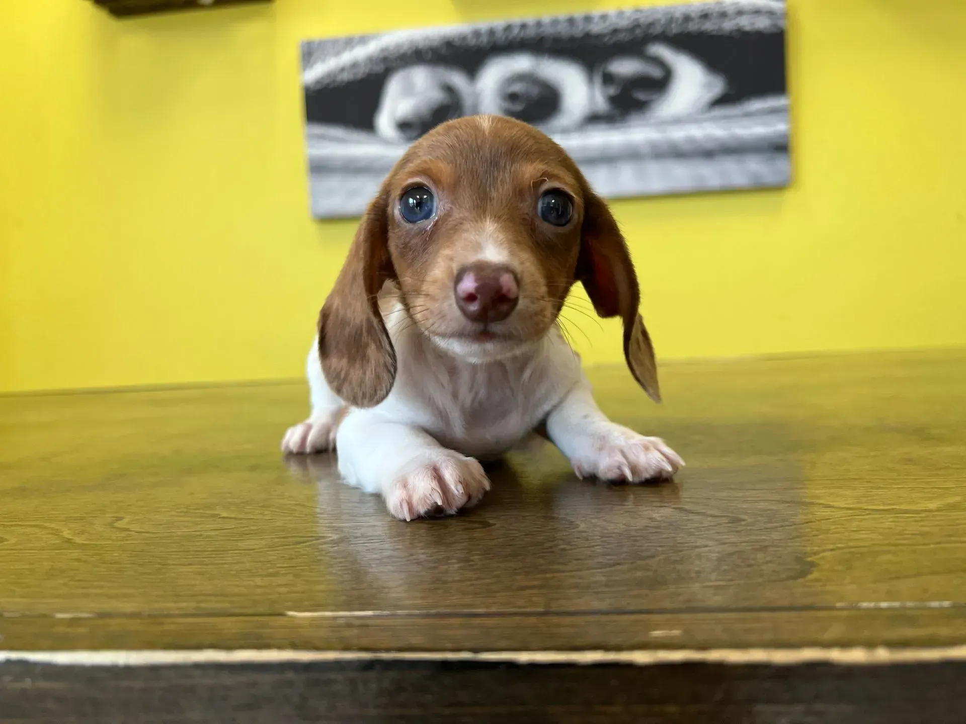 Long-Haired Mini Dachshund Puppies