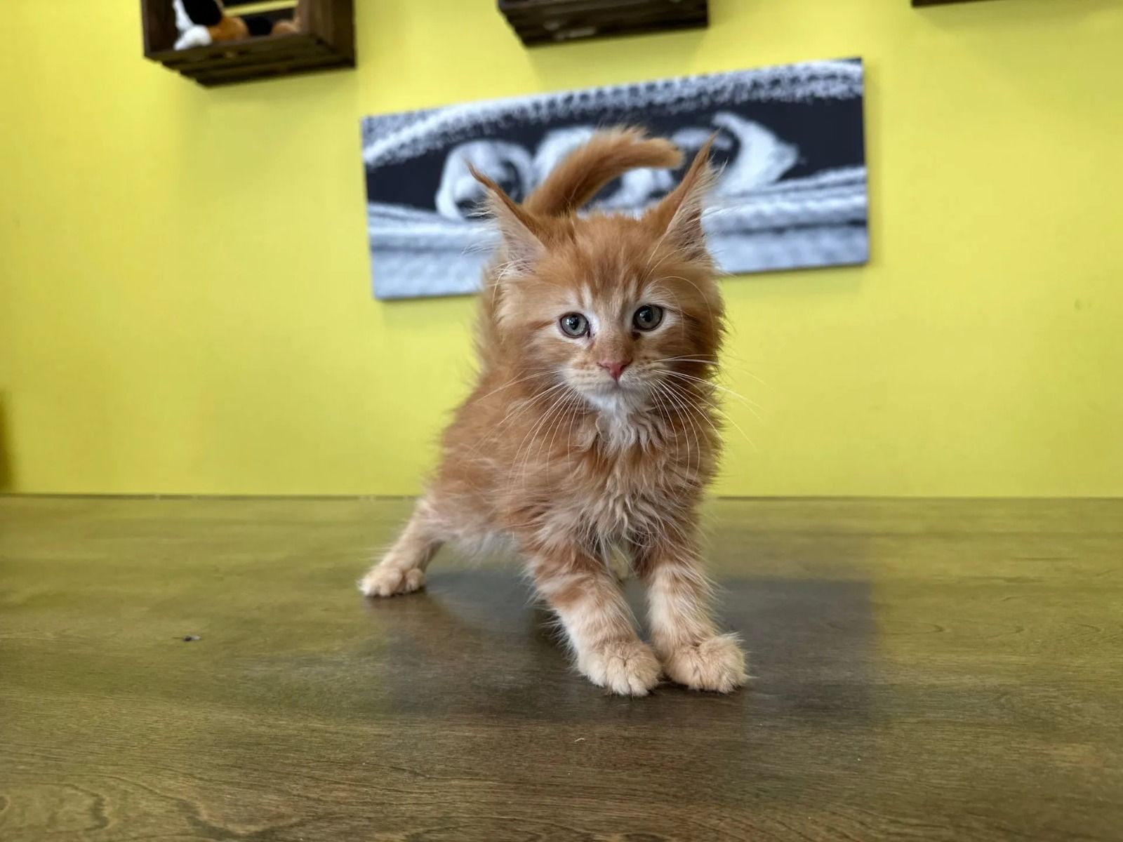 Maine Coon Kittens For Sale Near You