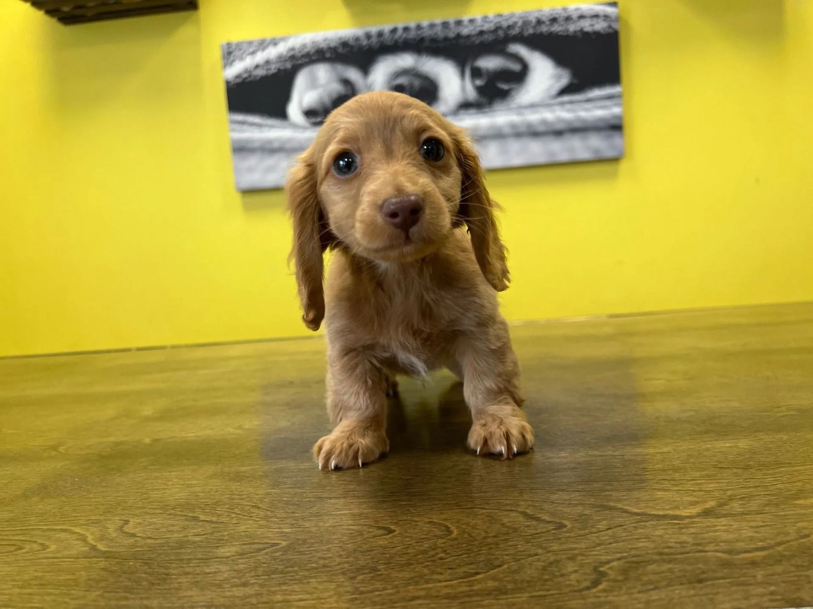  Miniature Dachshund Puppies For Sale