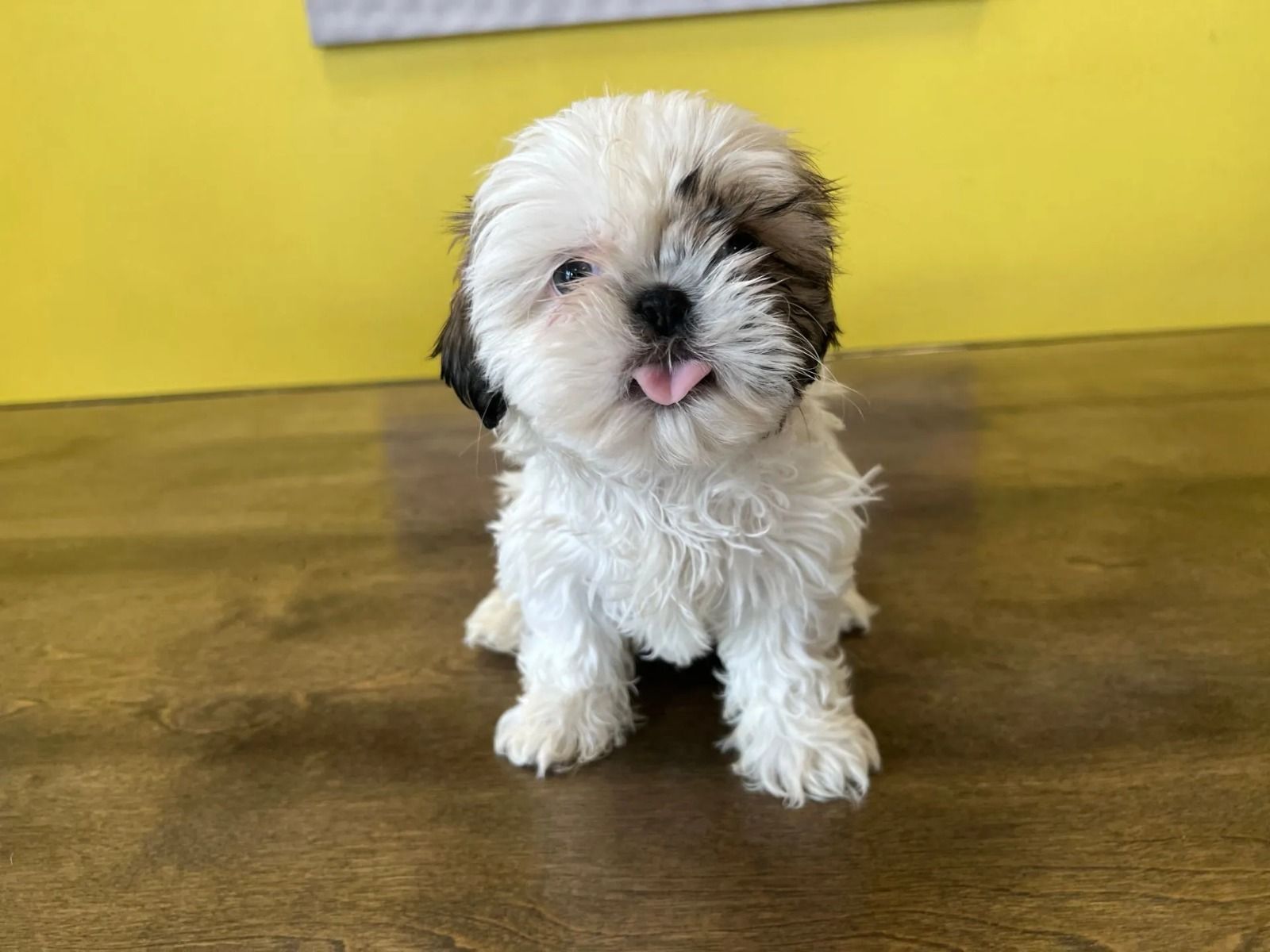 Shih Tzu Puppies For Sale
