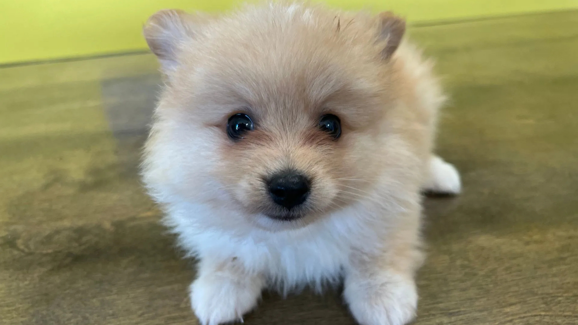 Teacup Pomeranian for Sale