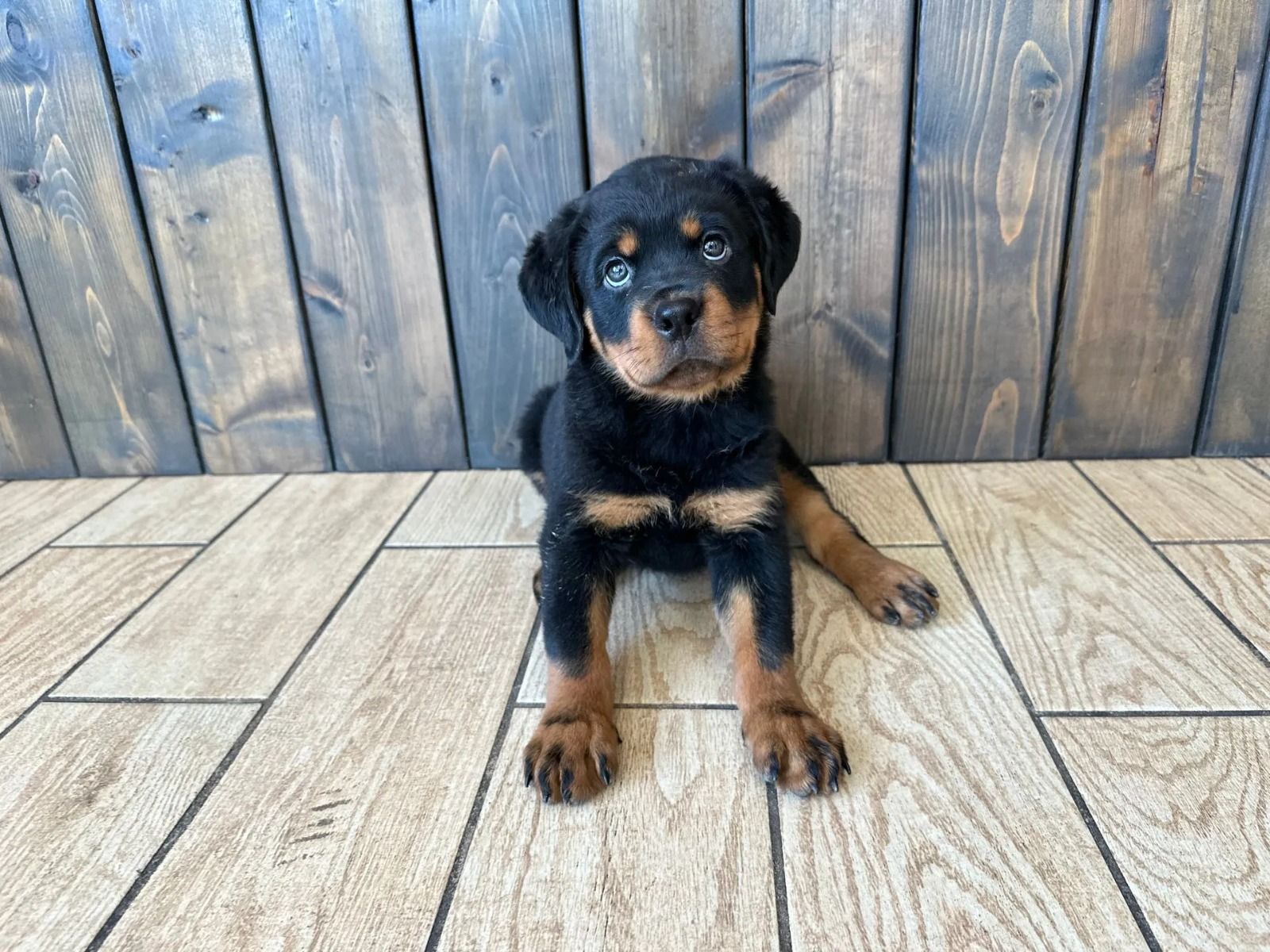 Multicolor Rottweiler Rottweiler Puppies For Sale | Puppies For Sale In New York