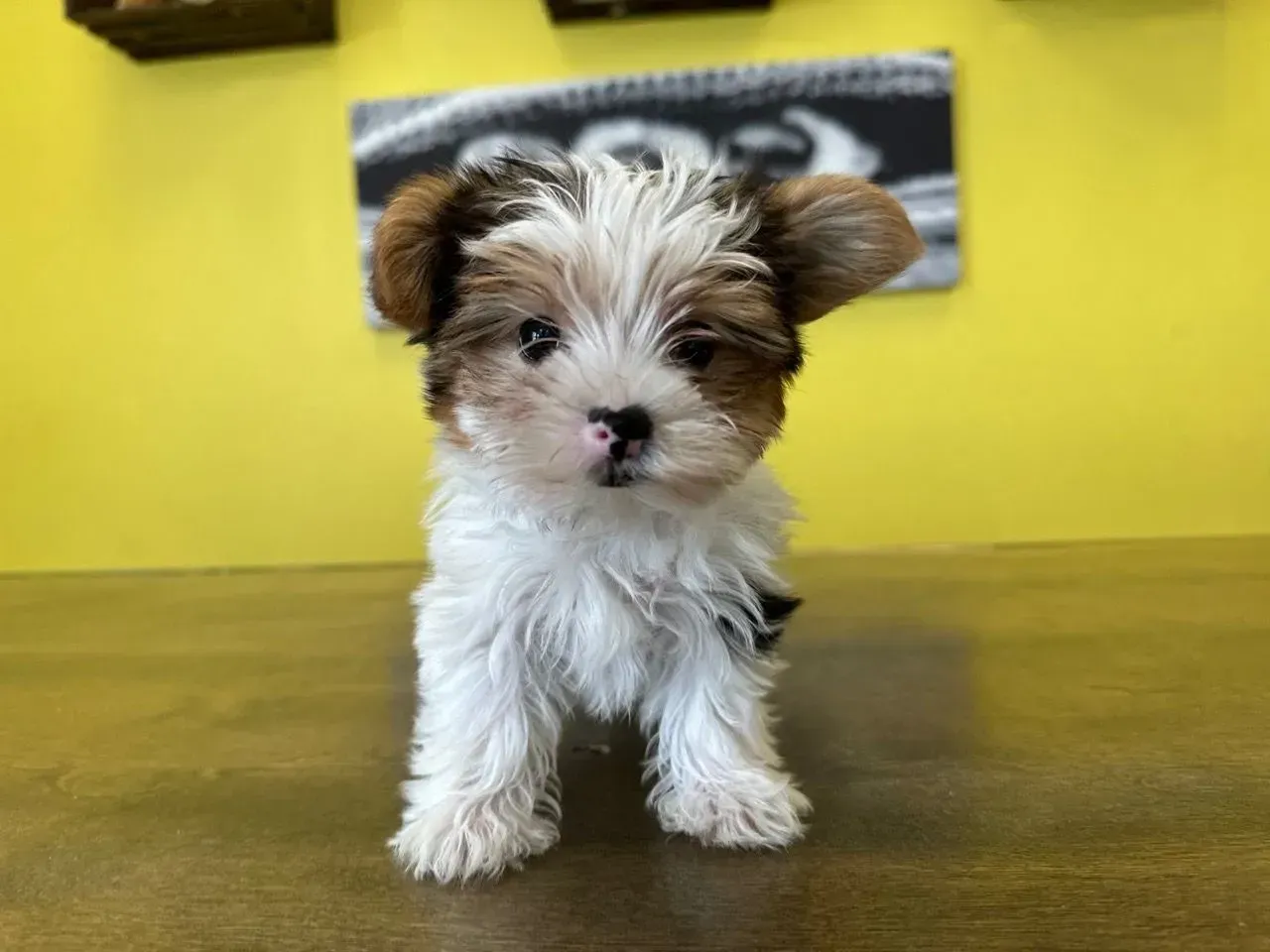 Chocolate Yorkie Puppies for Sale