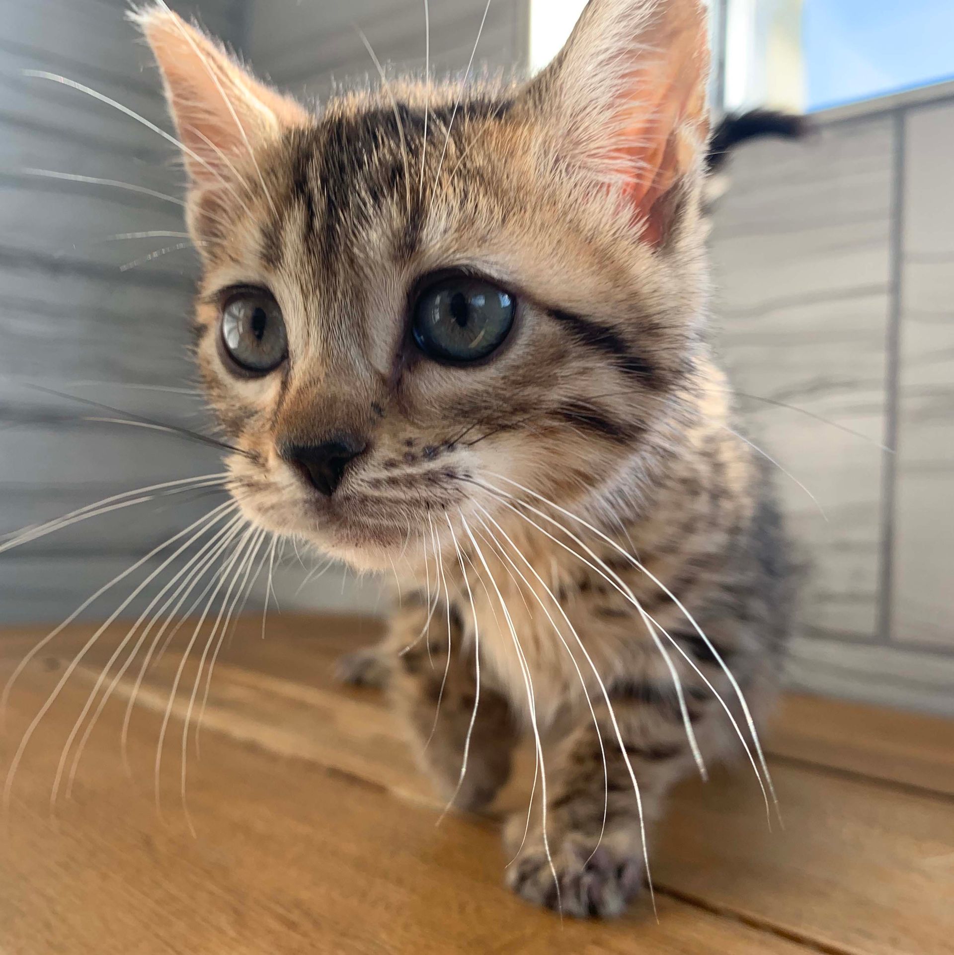 bengal kittens for sale