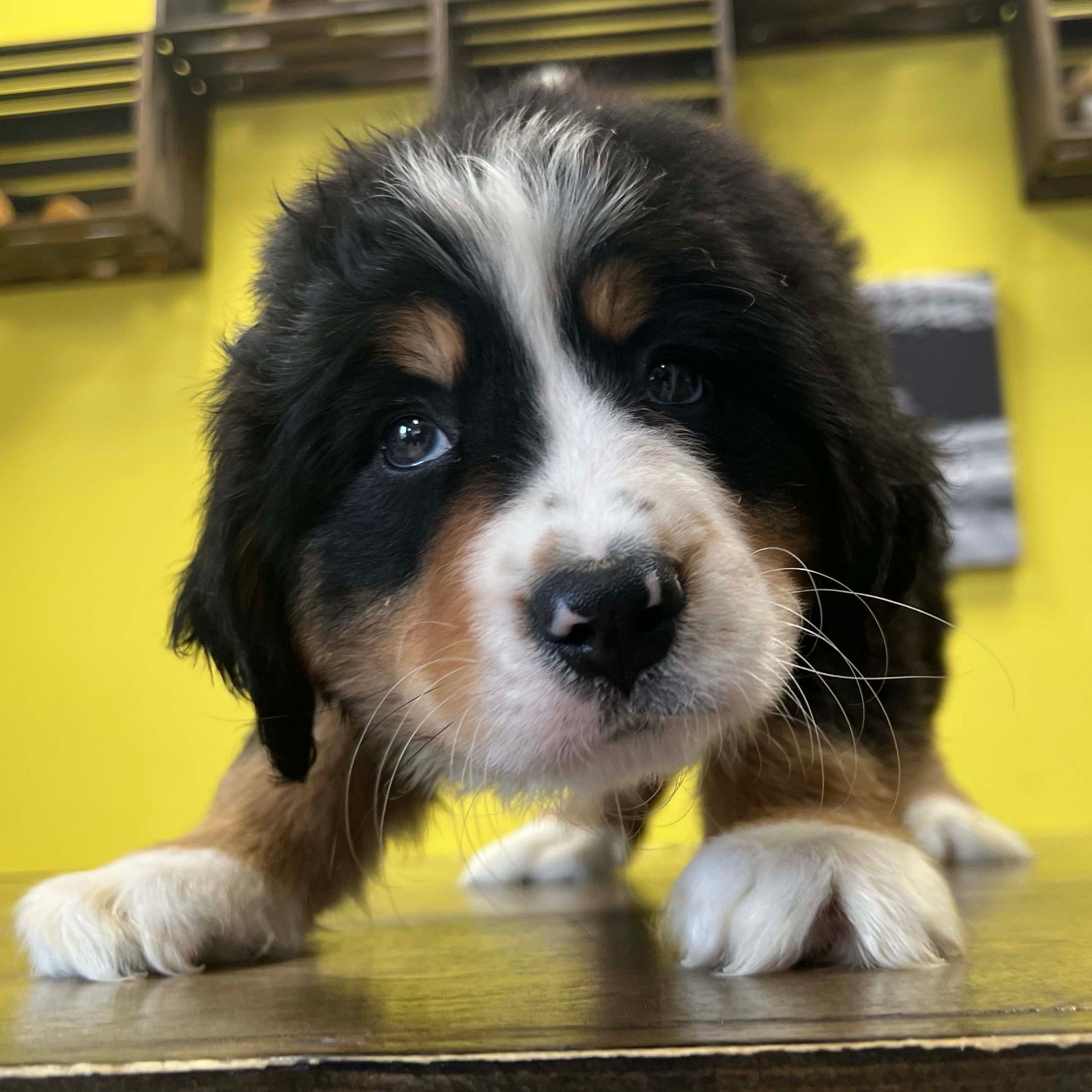Bernese mountain puppies for sale