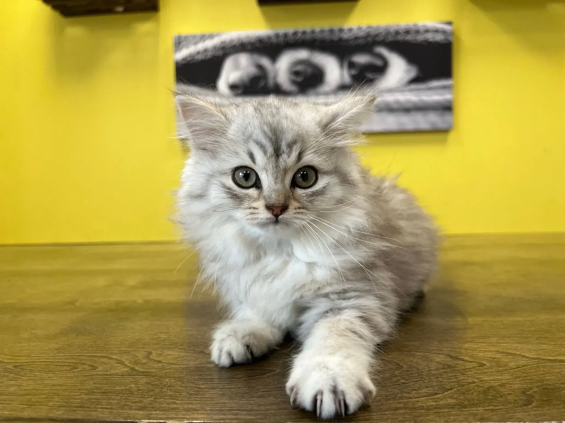 British Shorthair Kittens for Sale 