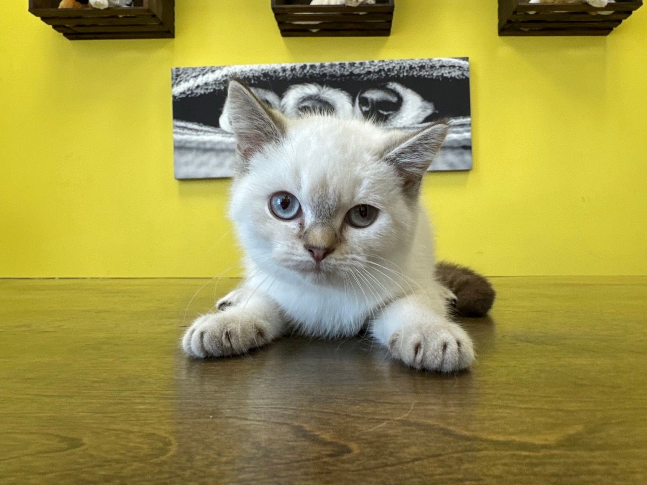 british shorthair kittens