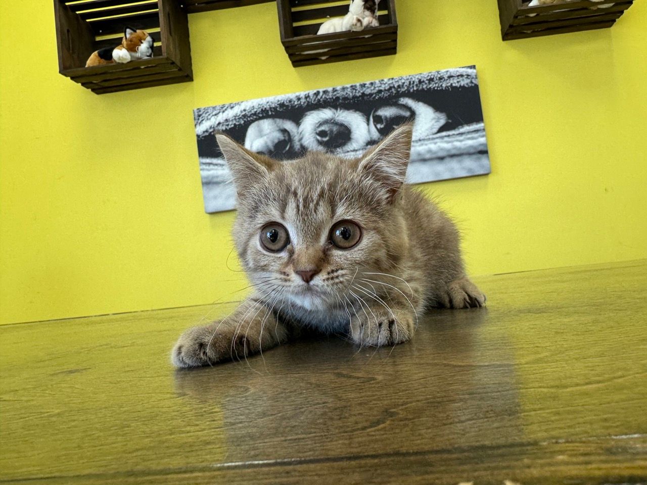 british shorthair kittens