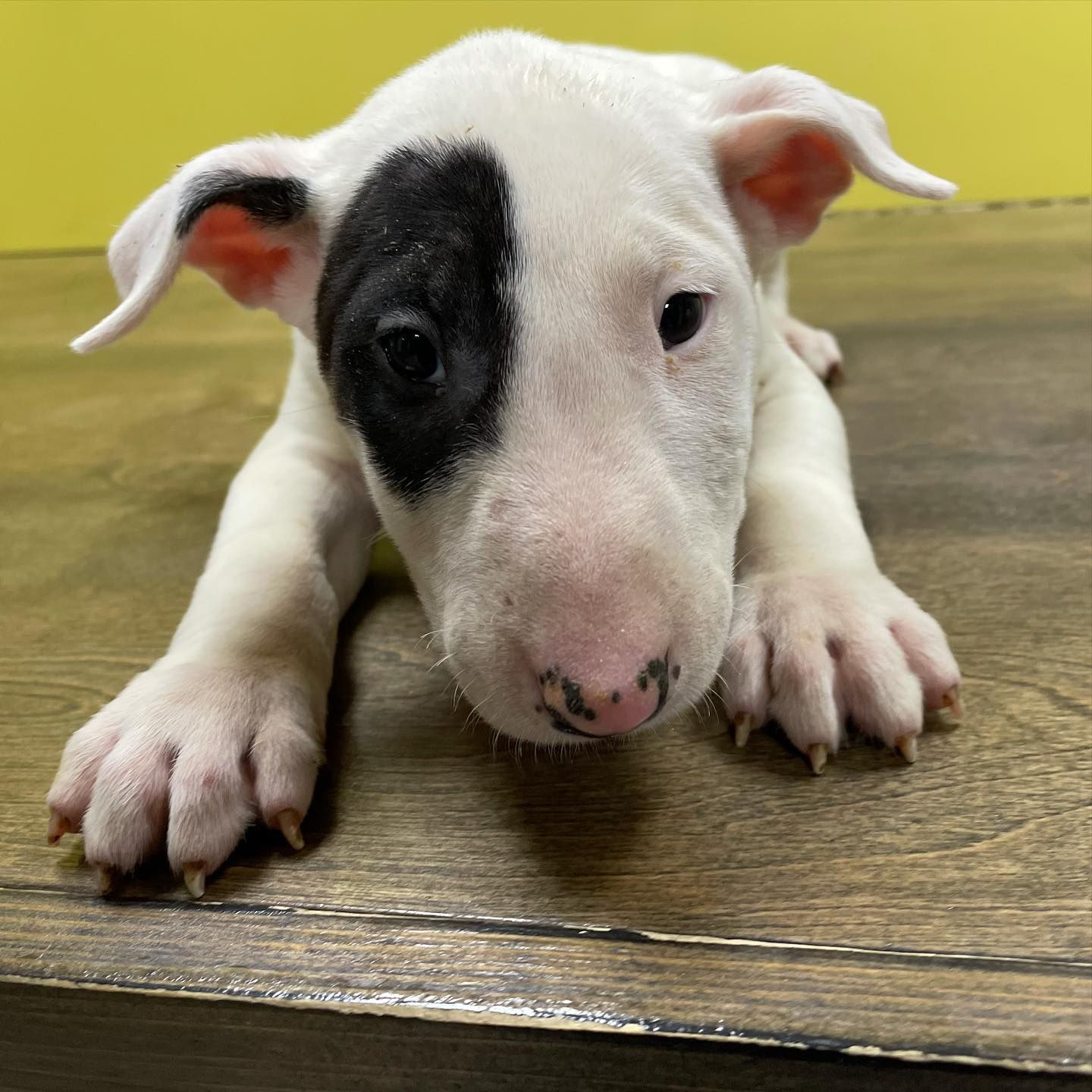 bull terrier puppies for sale