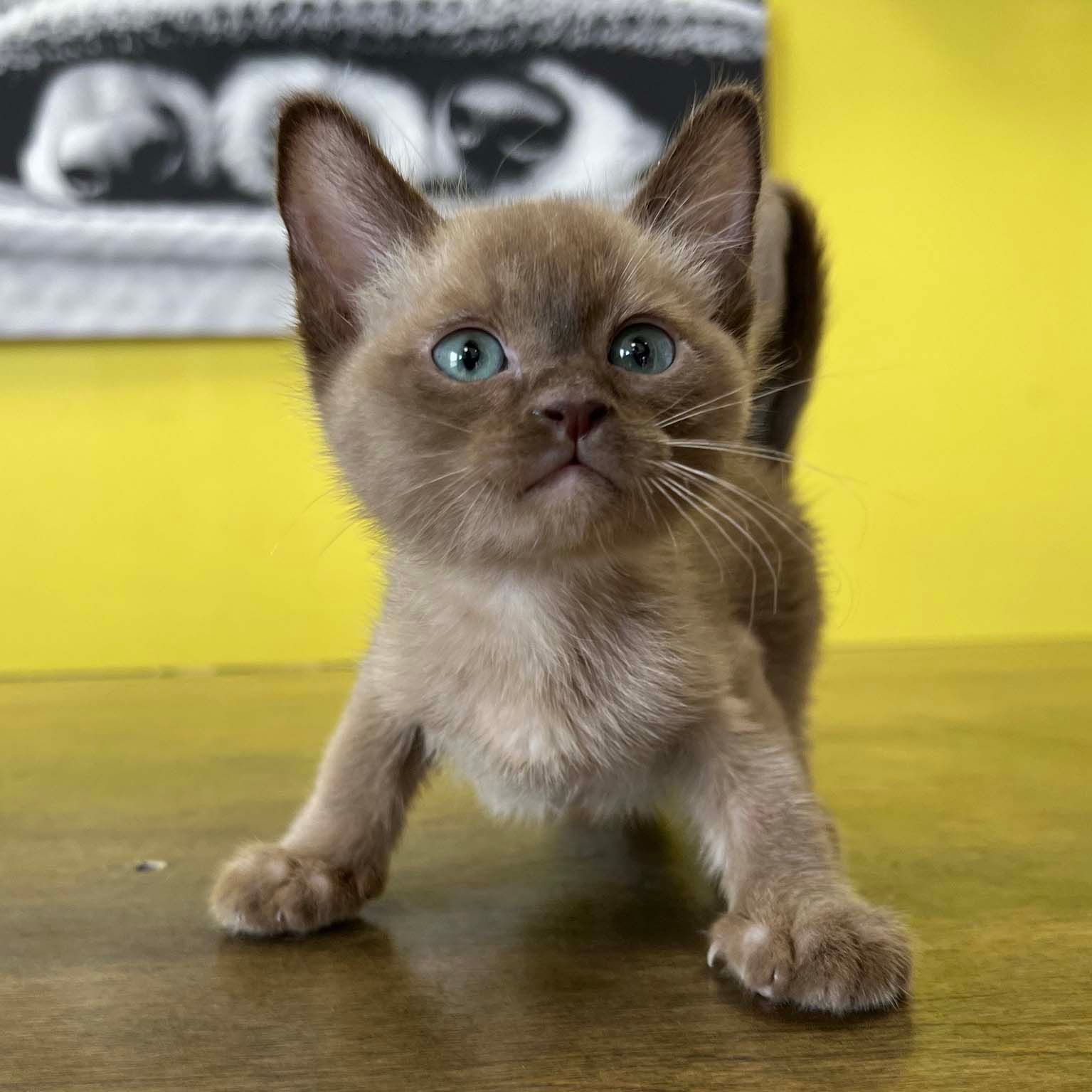 Burmese kittens for sale
