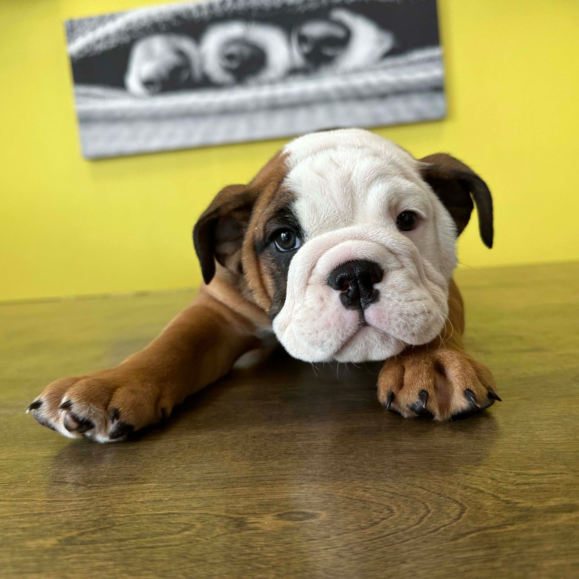 mini bulldog puppies for sale