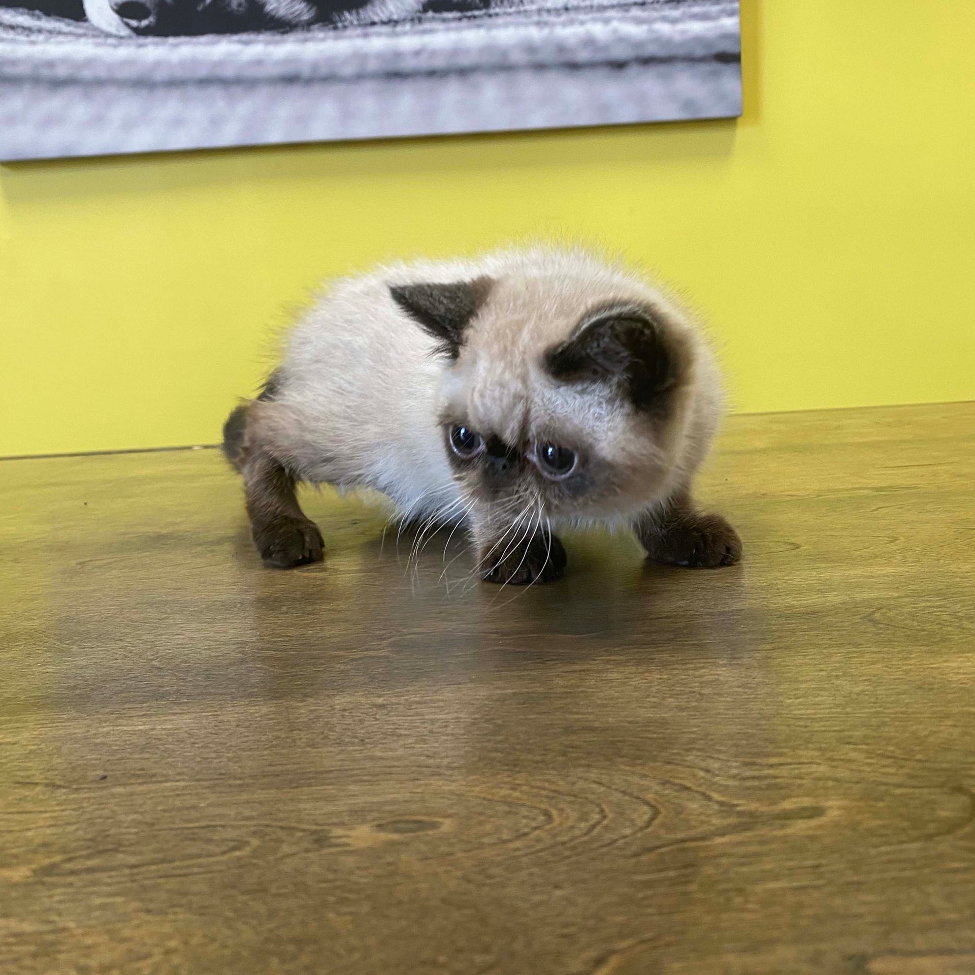 exotic shorthair kittens for sale
