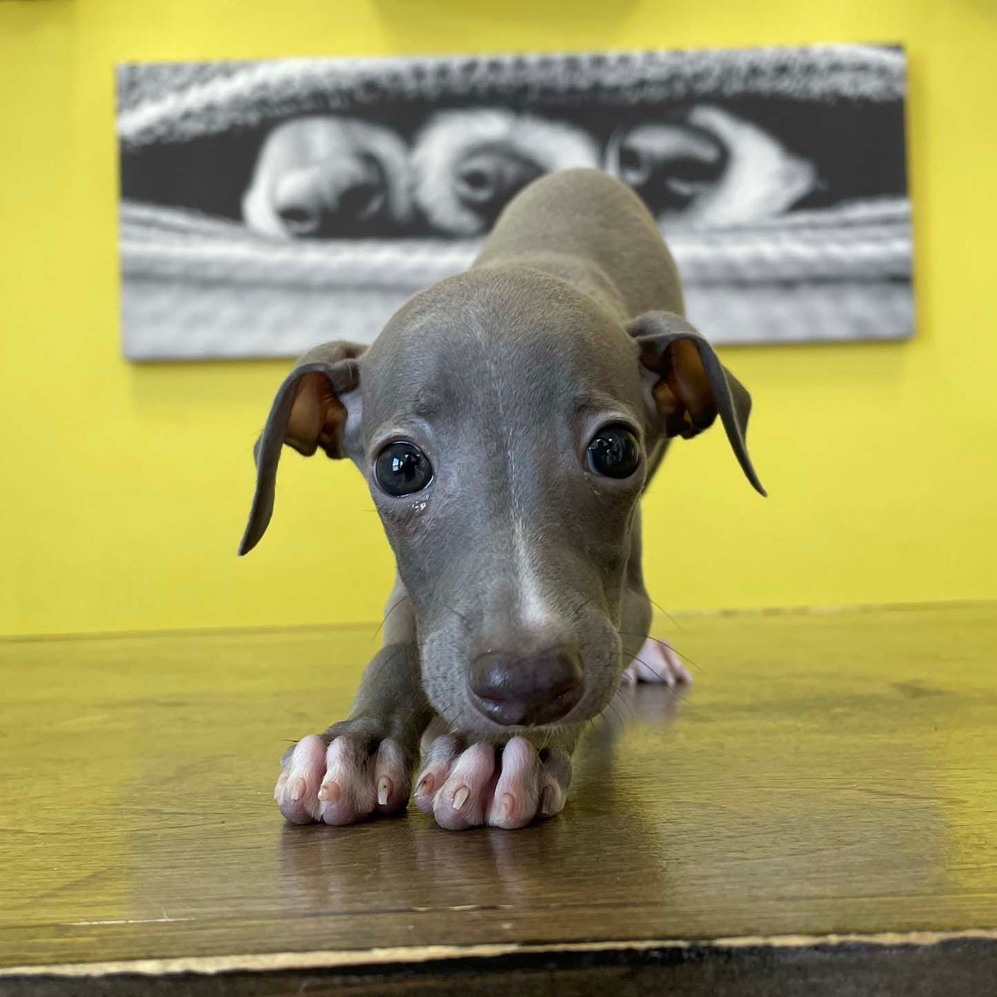 italian greyhound puppies for sale