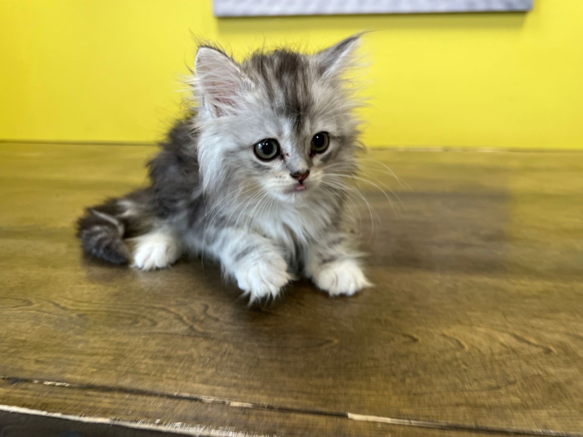 maine coon kittens