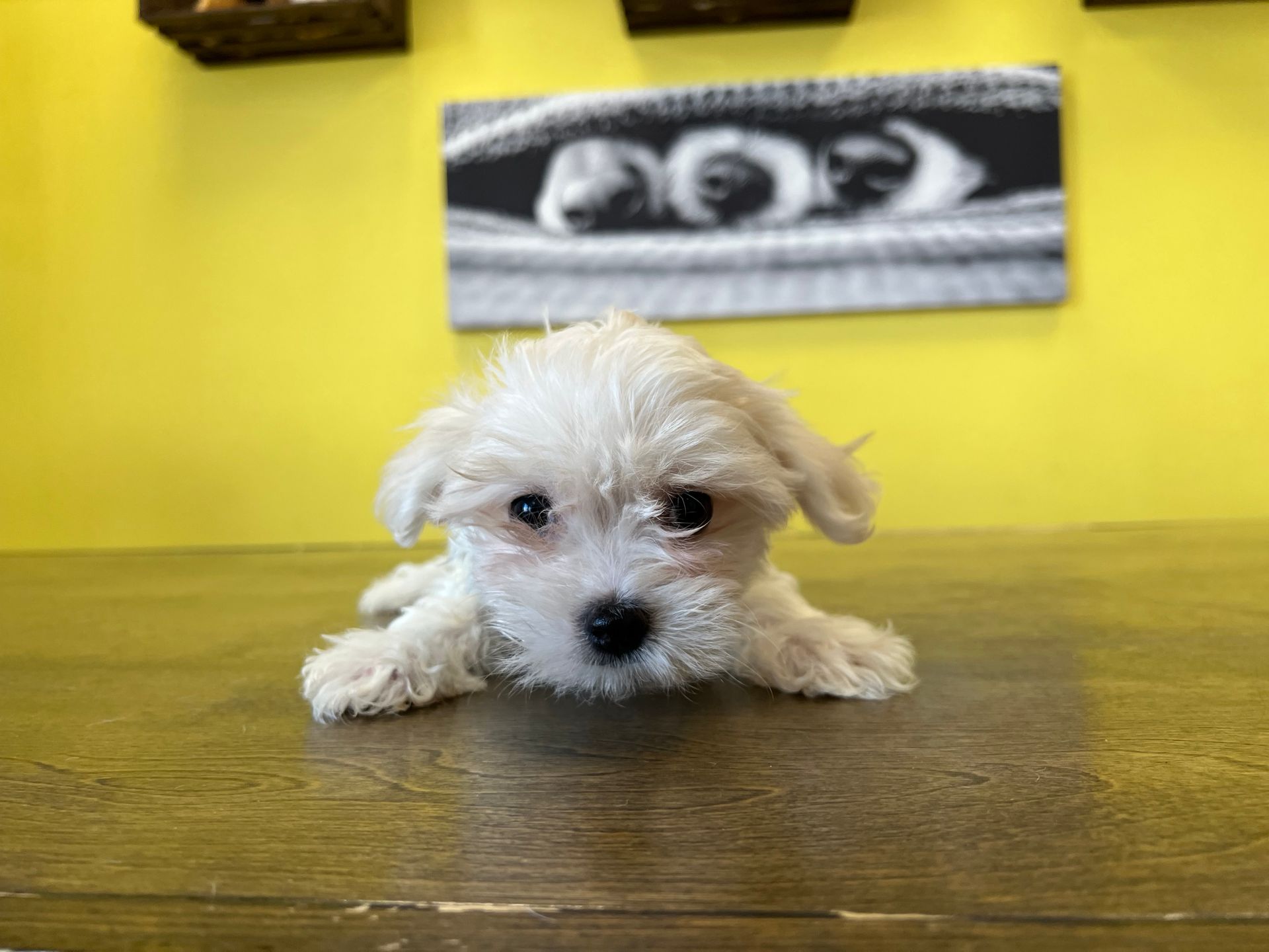 Maltese puppies for sale New York