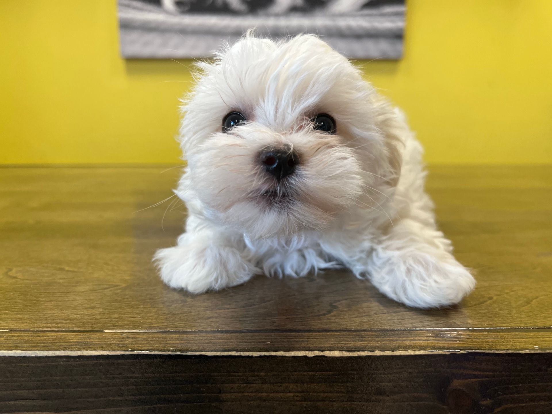 Westchester Puppies & Kittens - Maltese Puppies For Sale New York