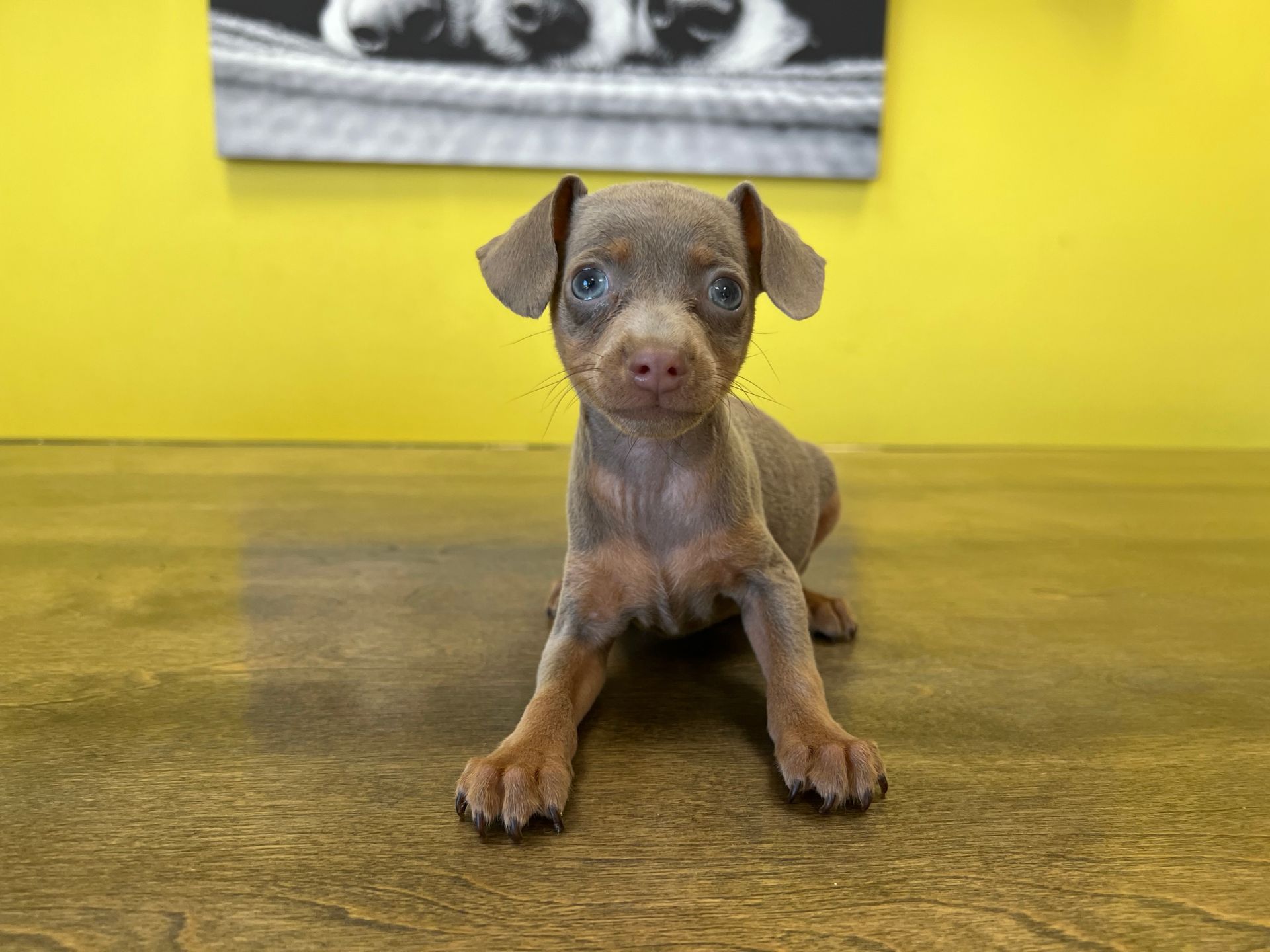 miniature pinscher puppies
