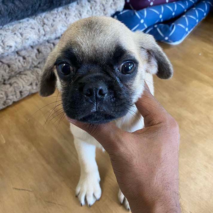 Puggle puppies for sale