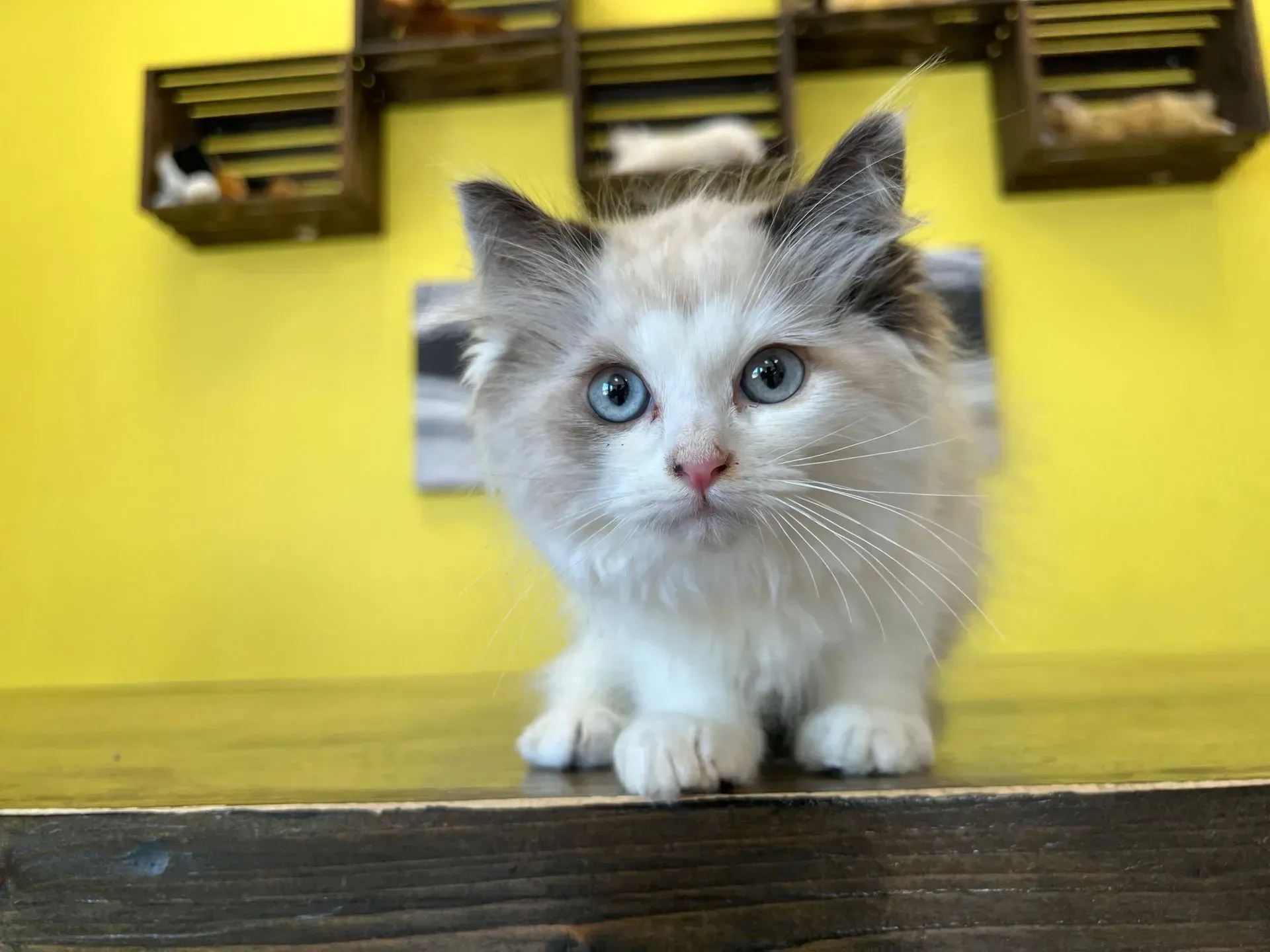 Ragdoll Kitten For Sale