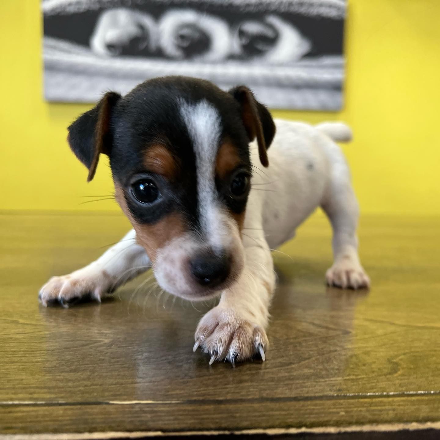 rat terrier puppies for sale