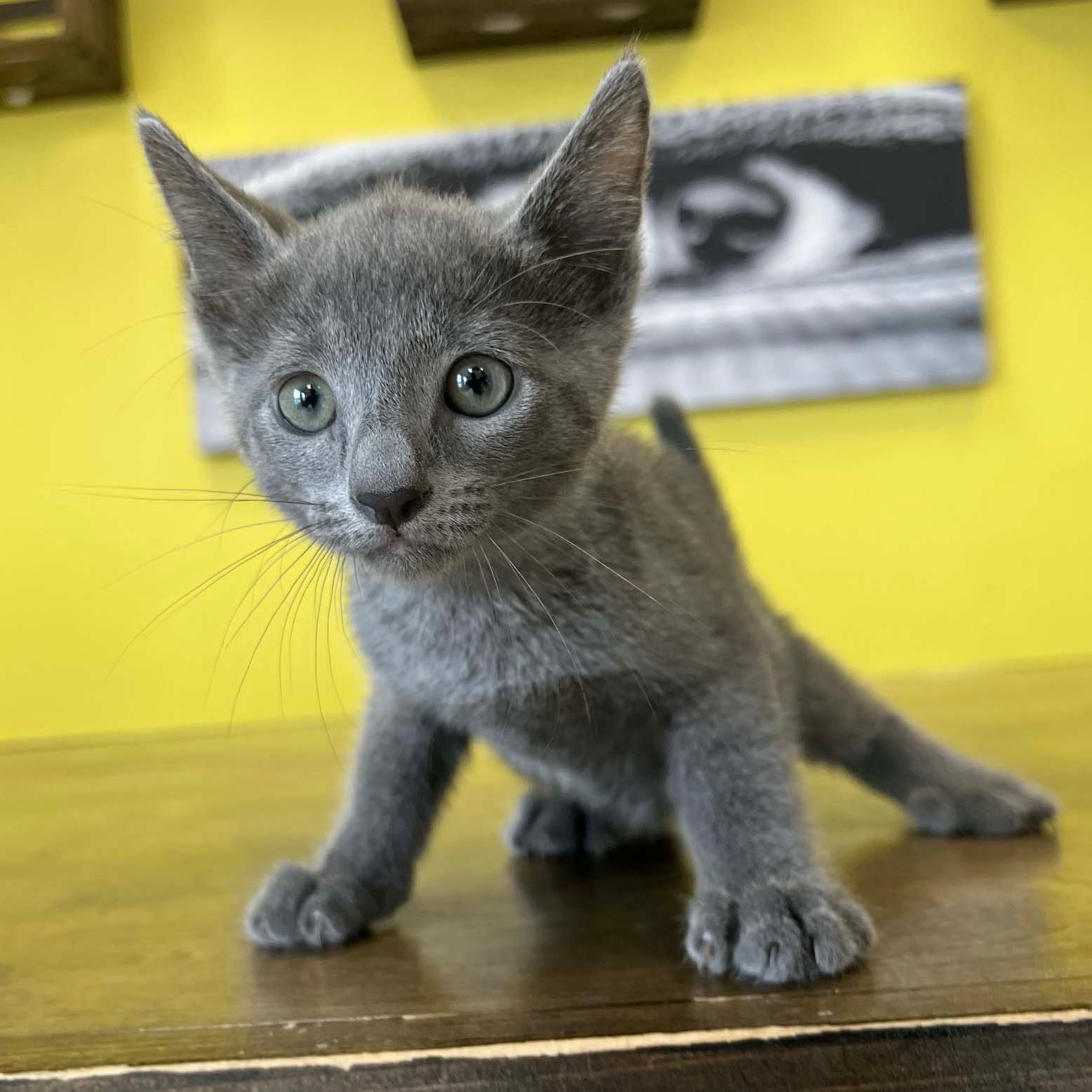 Russian blue kittens for sale