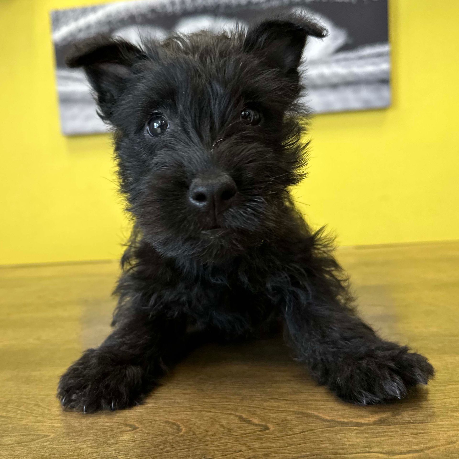 Scottish terrier puppies for sale